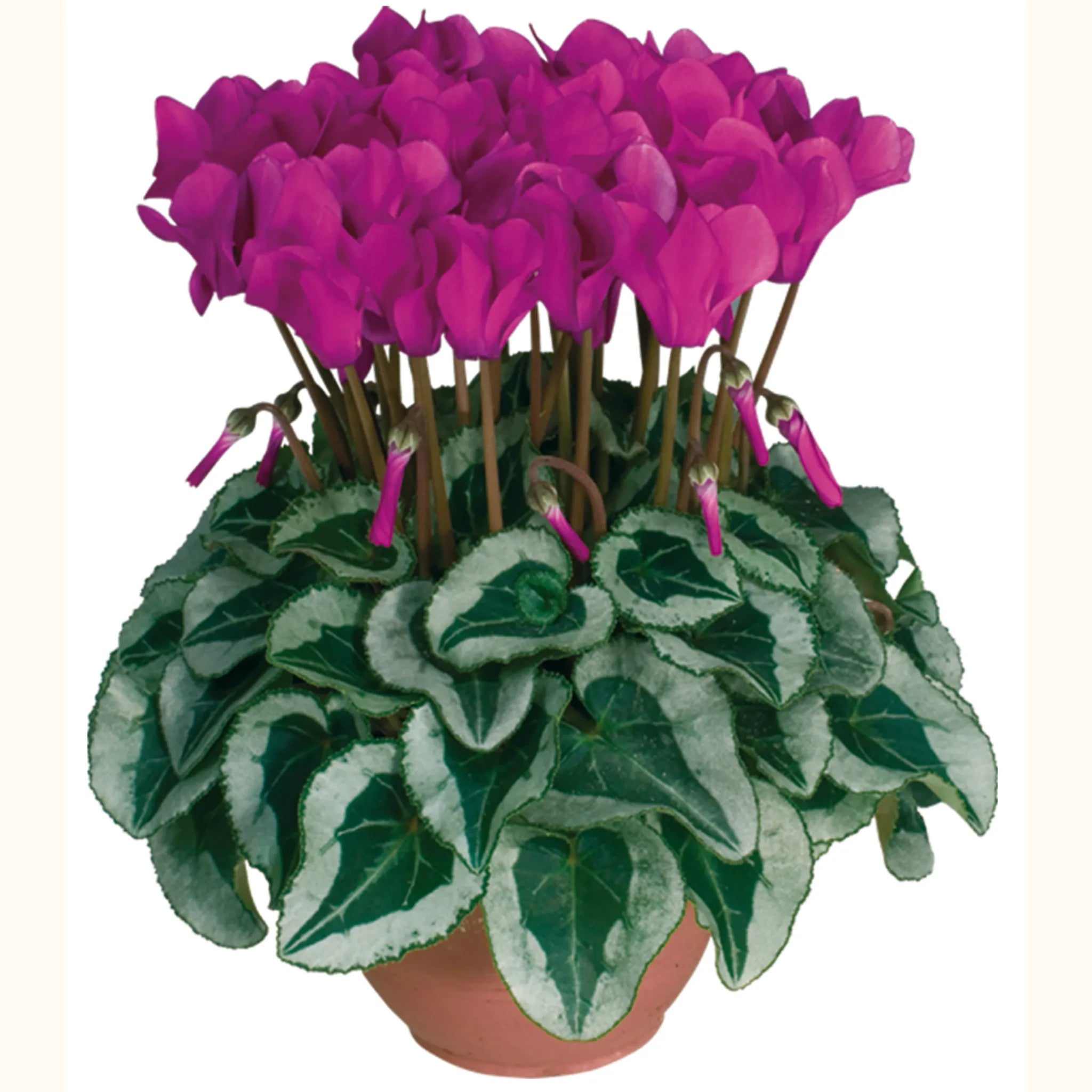 Metis® Light purple silverleaf