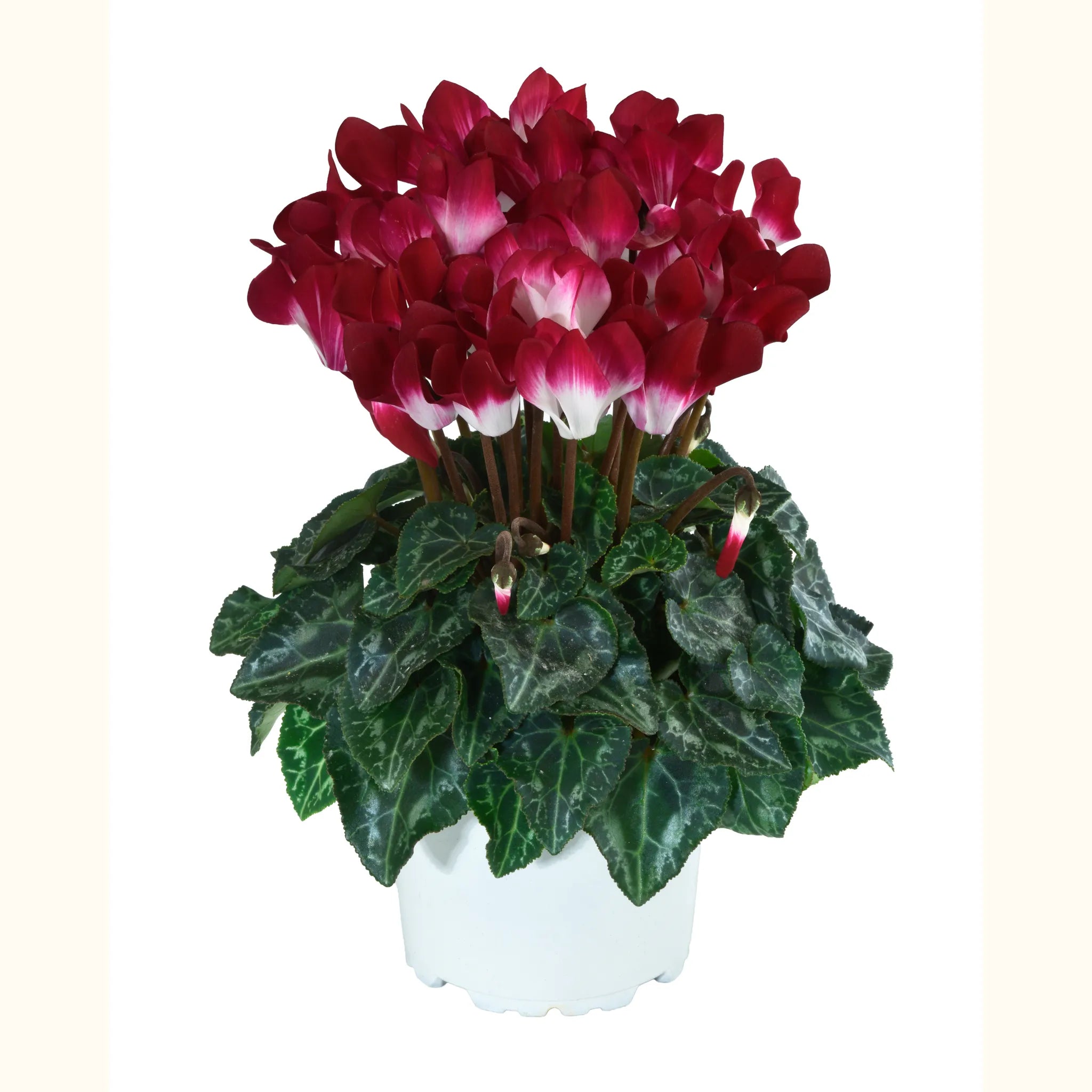 METIS® INDIAKA® Magenta foncé exp.