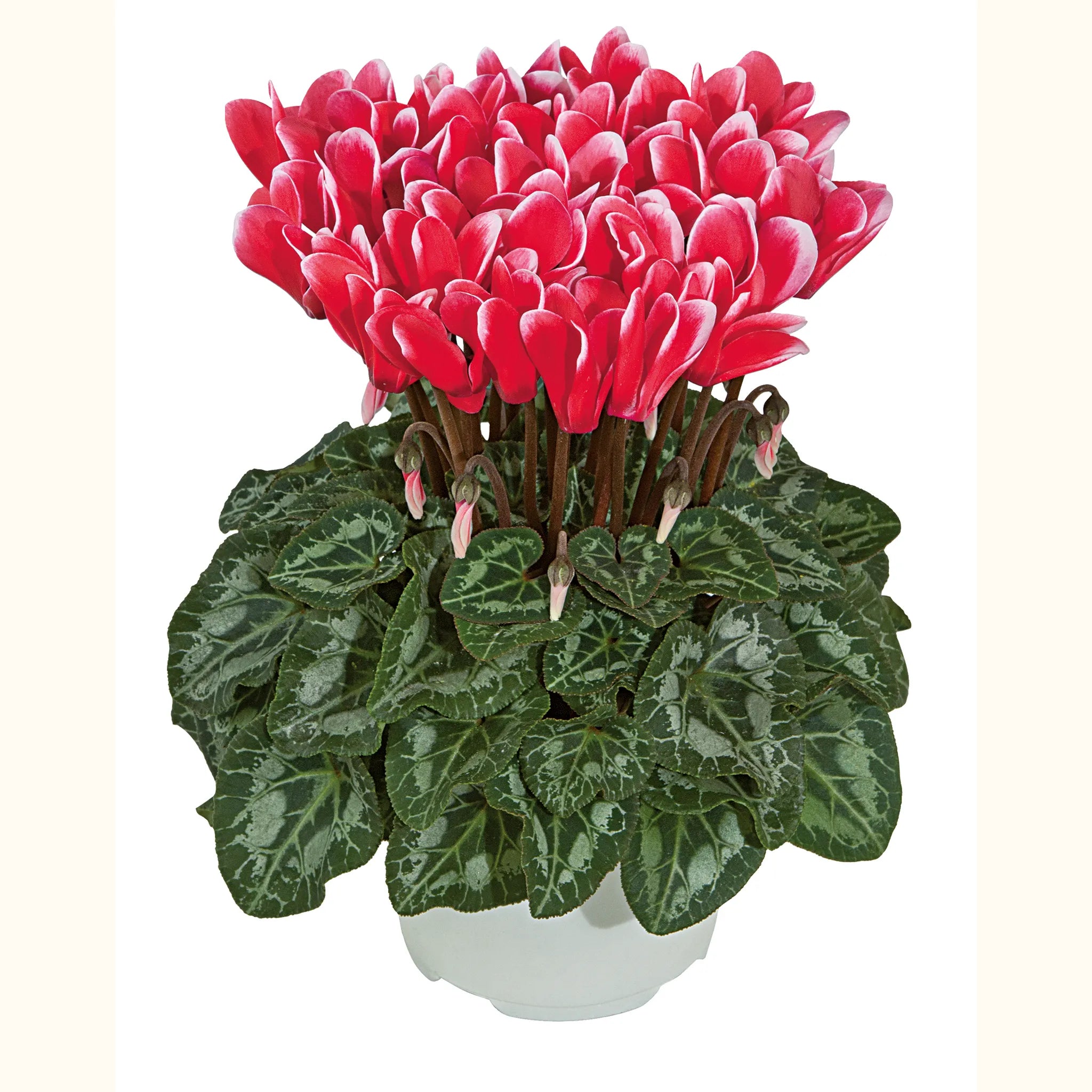 Metis® FANTASIA® Red & Deep rose