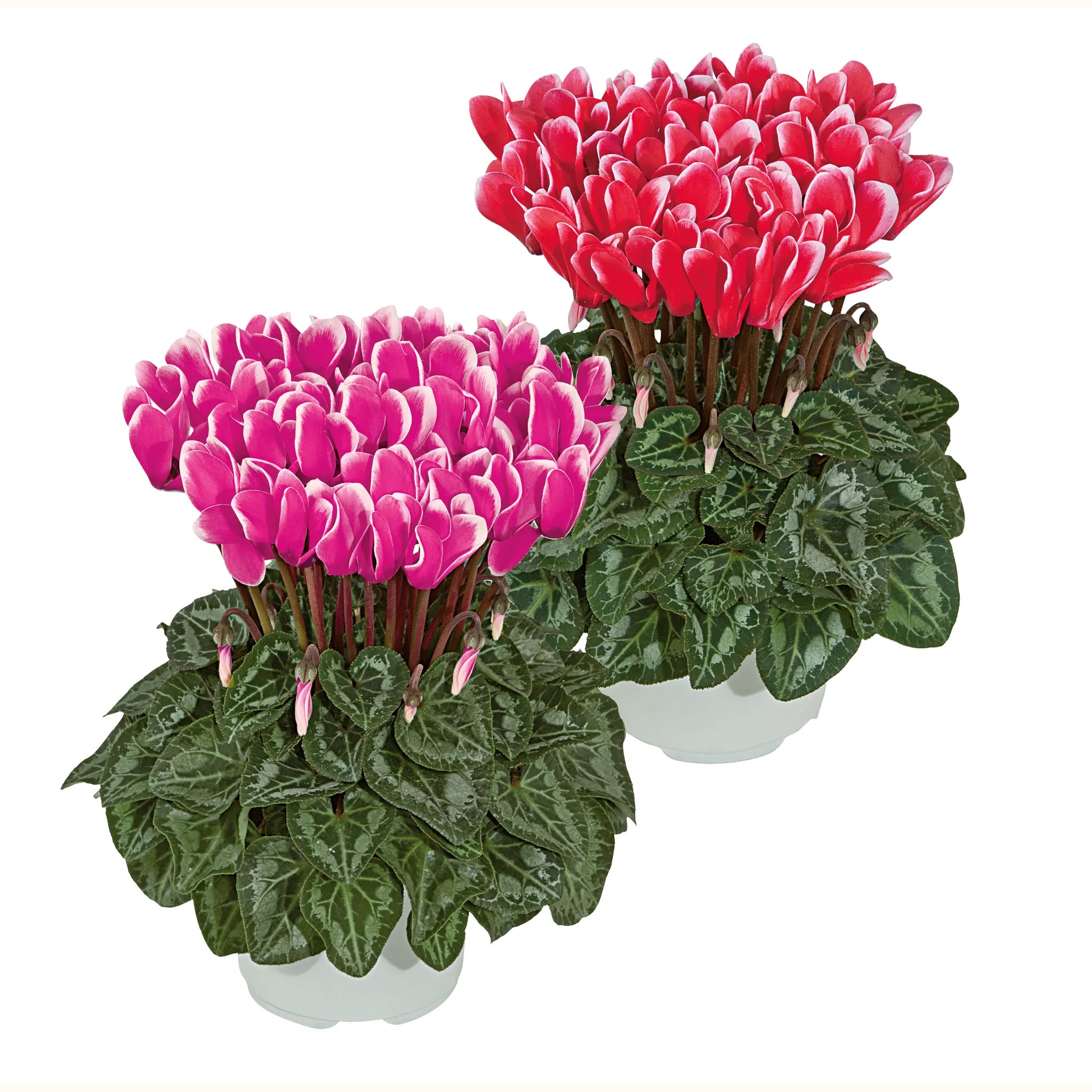 Metis® FANTASIA® Red & Deep rose