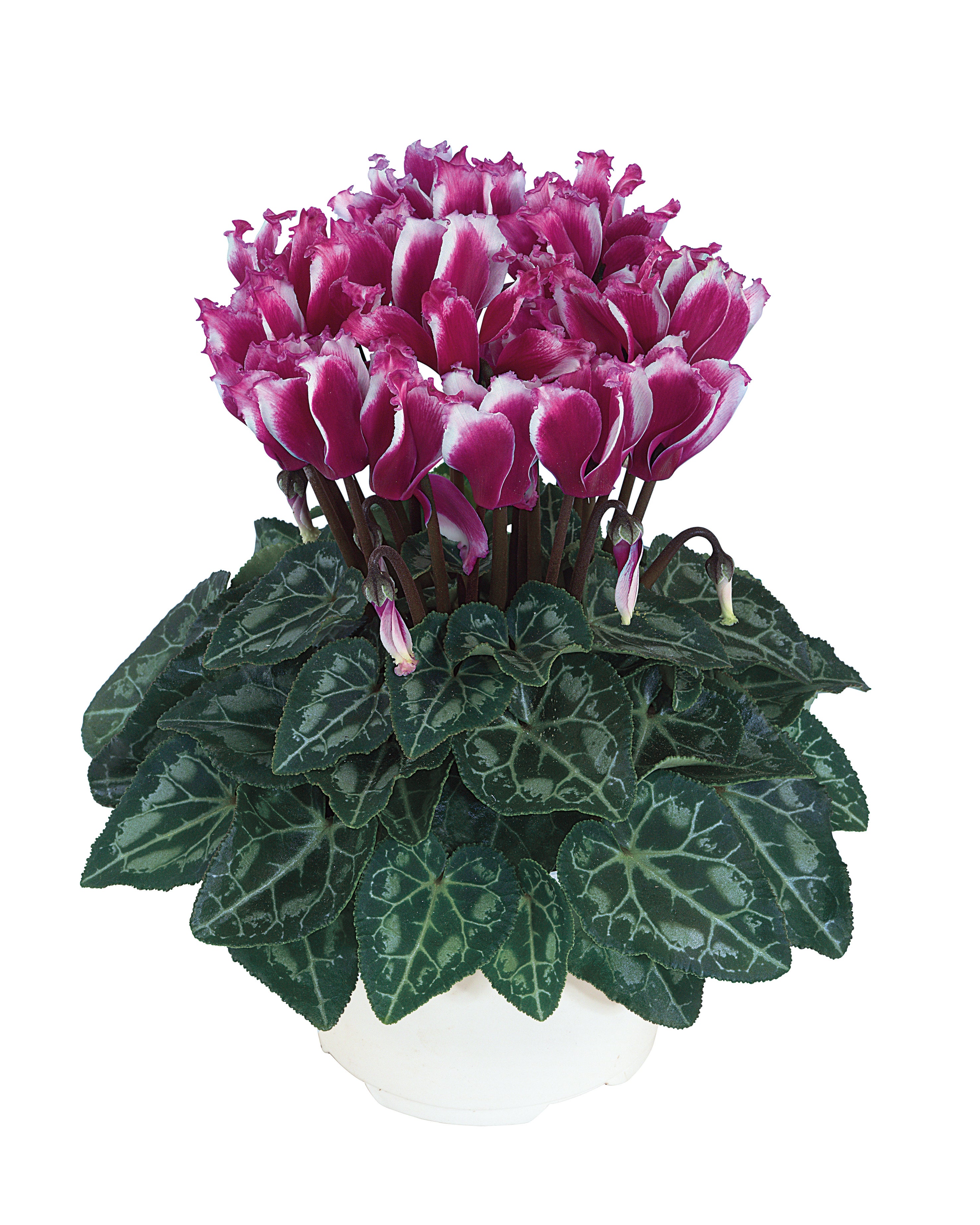 LILIBELLE® Bright purple