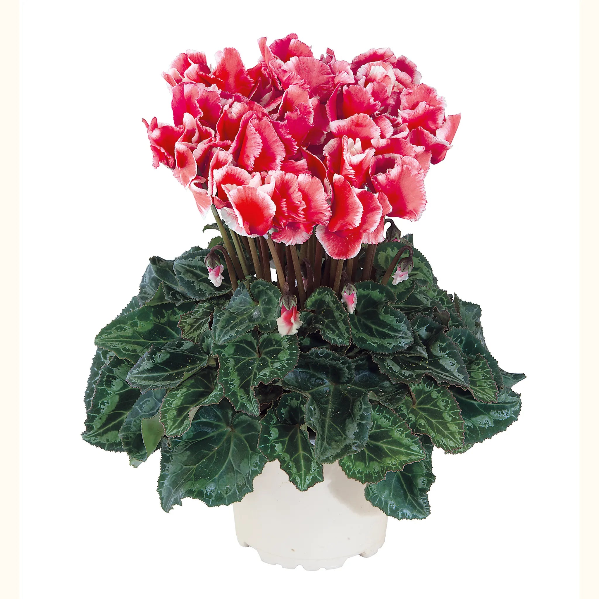 Metis® ABANICO® Saumon écarlate