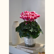 CYCL_45470_img_lstyle_01.jpg