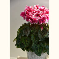 CYCL_45470_img_lstyle_02.jpg