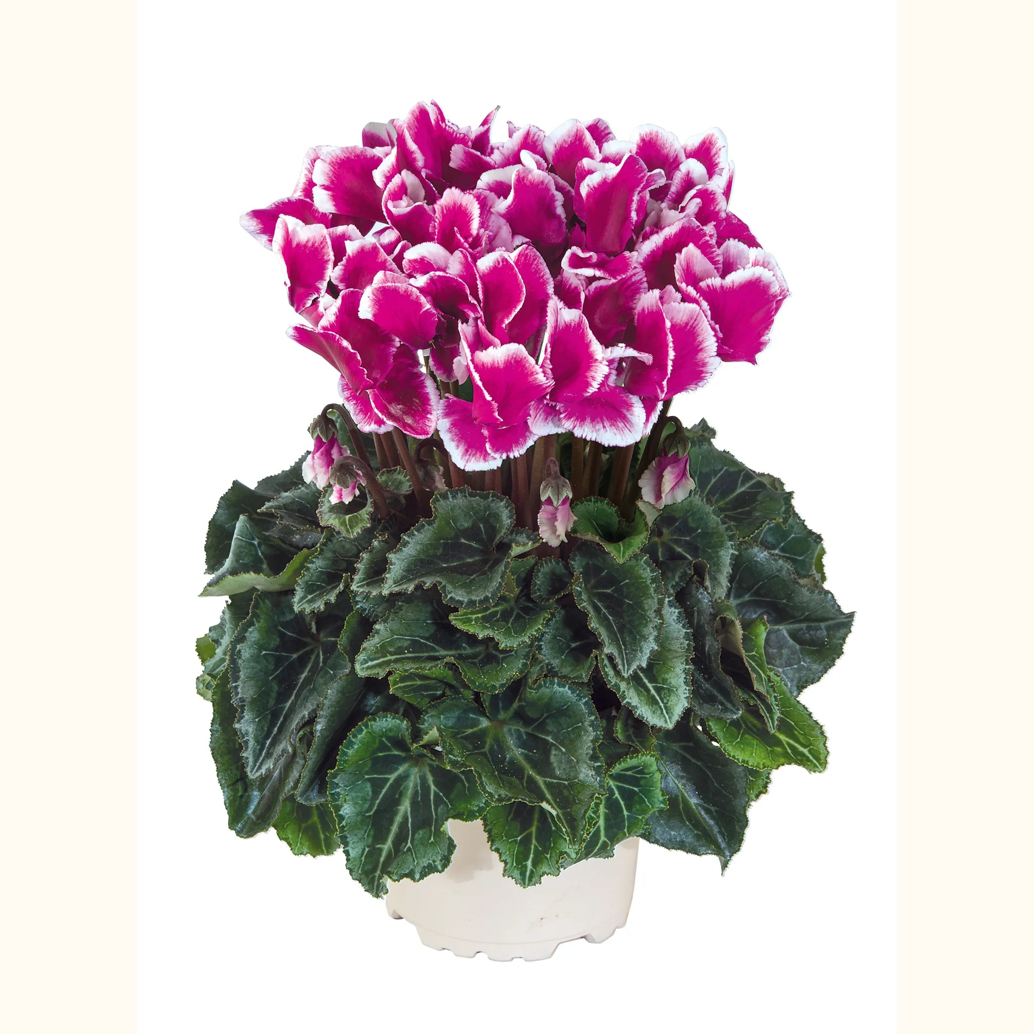 Metis® ABANICO® Violet