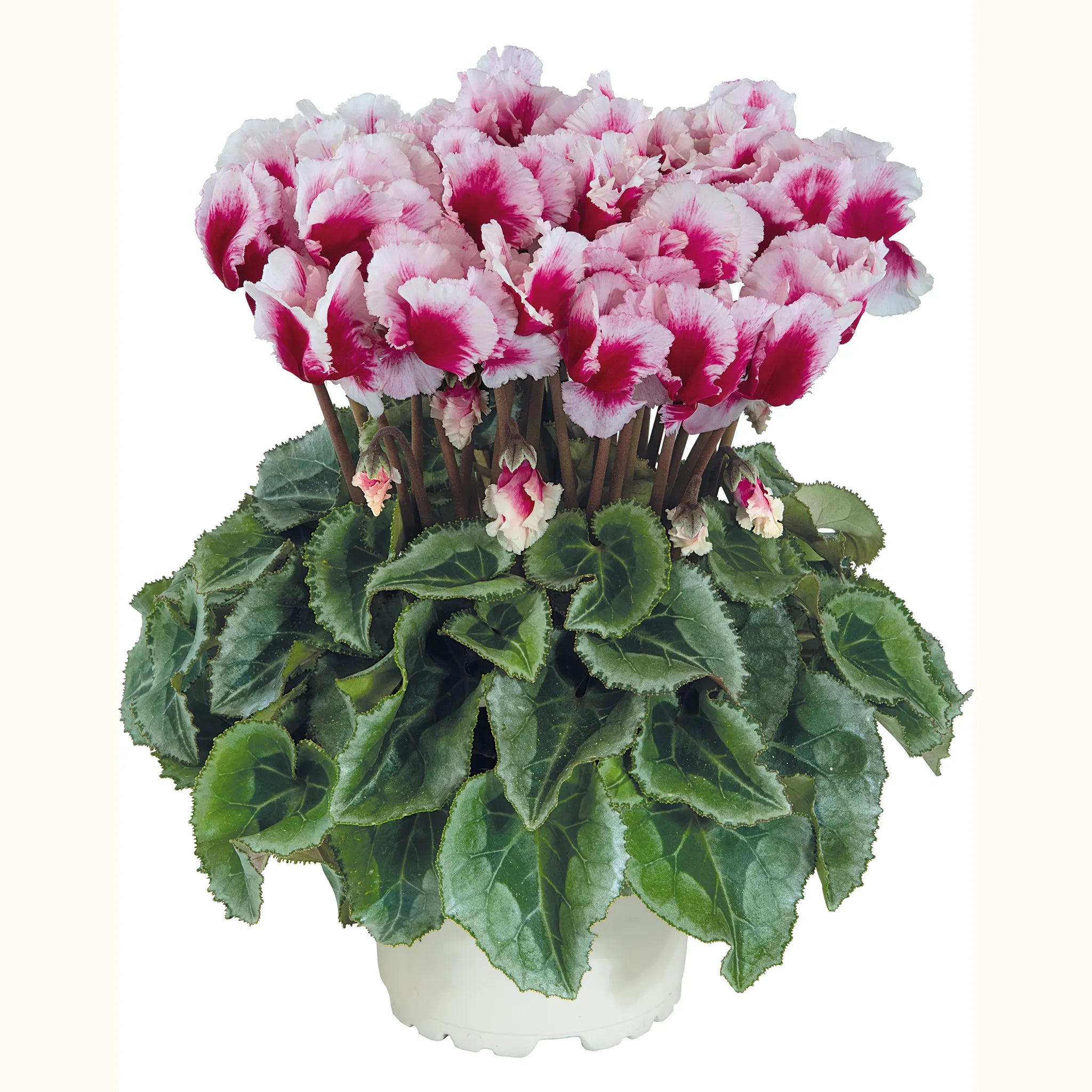 Metis® ABANICO® Deep magenta