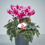 CYCL_45507_img_tag_01.jpg