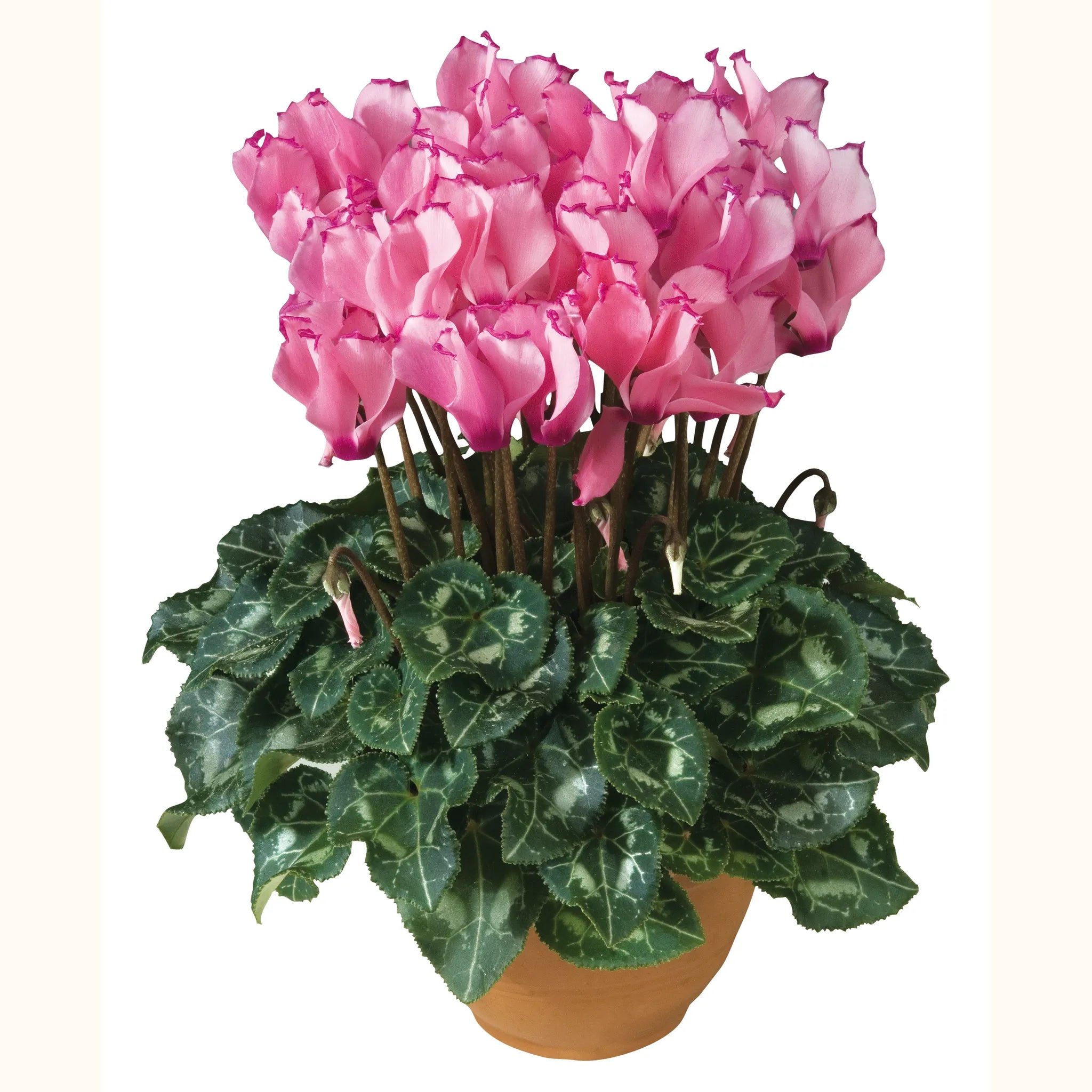 Metis® VICTORIA Salmon & Rose