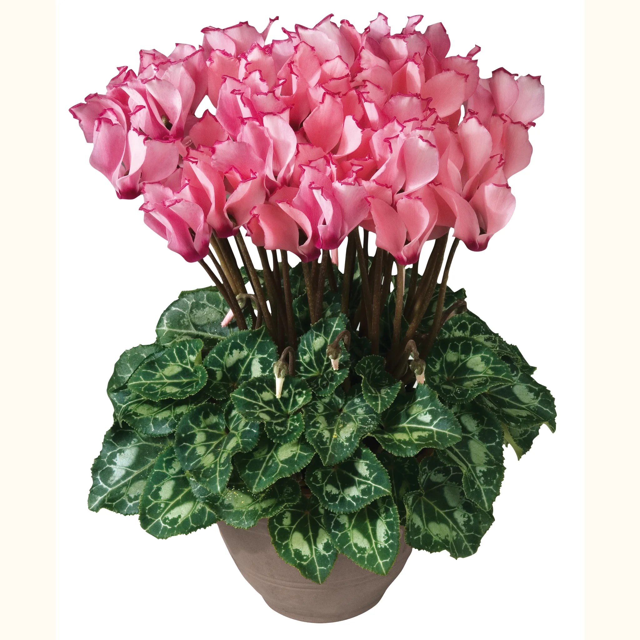 Metis® VICTORIA Salmon & Rose