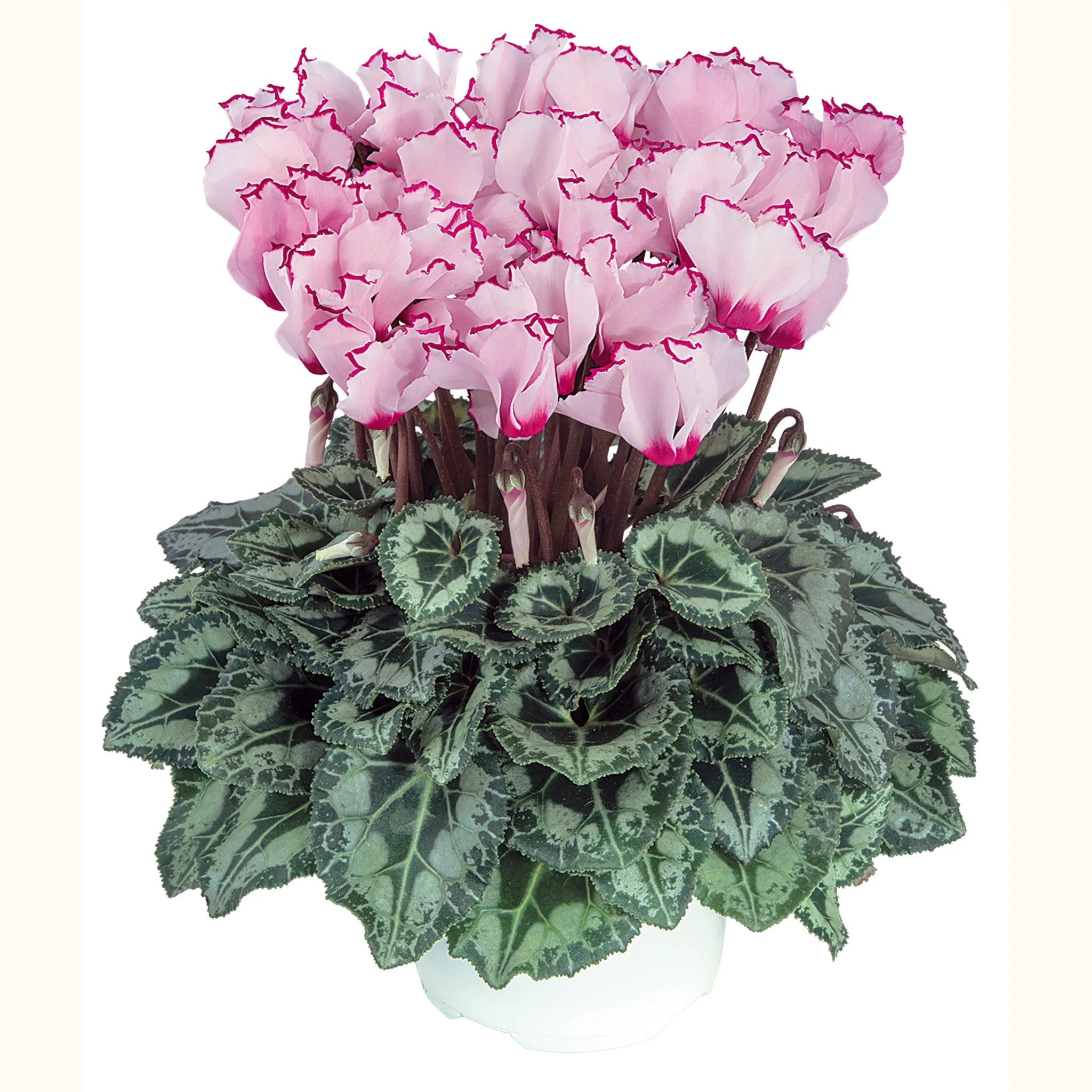 Metis® VICTORIA Deco Mix