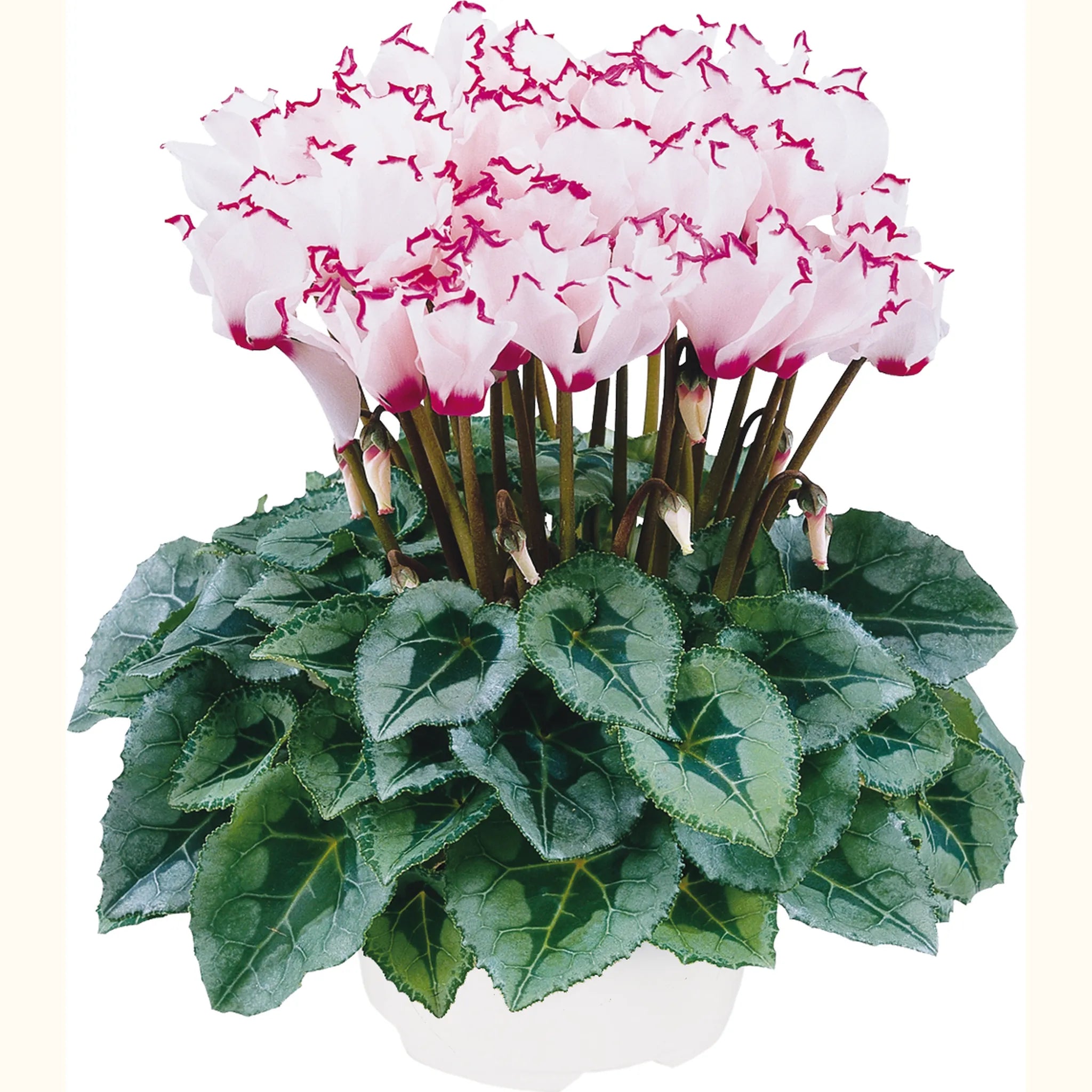 Metis® VICTORIA Deco Mix