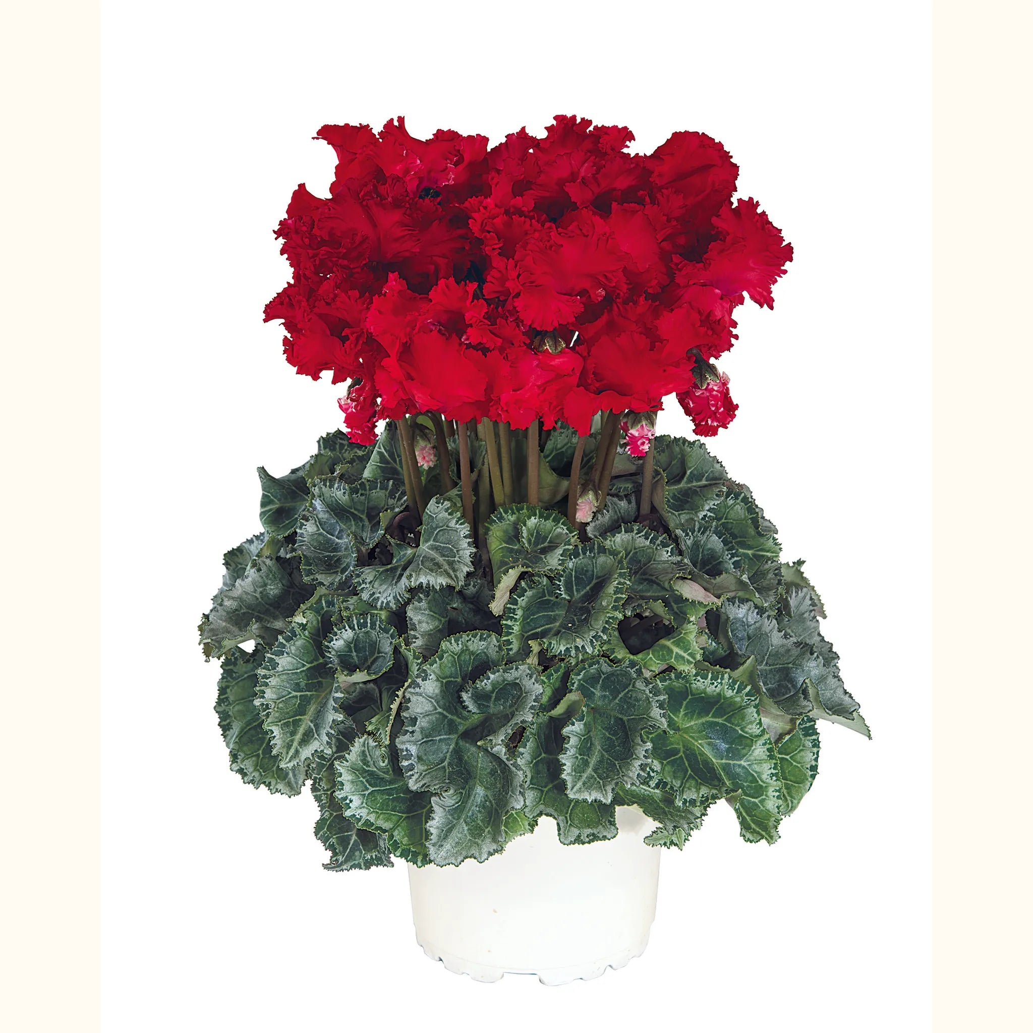 Metis® CRISPINO® mix