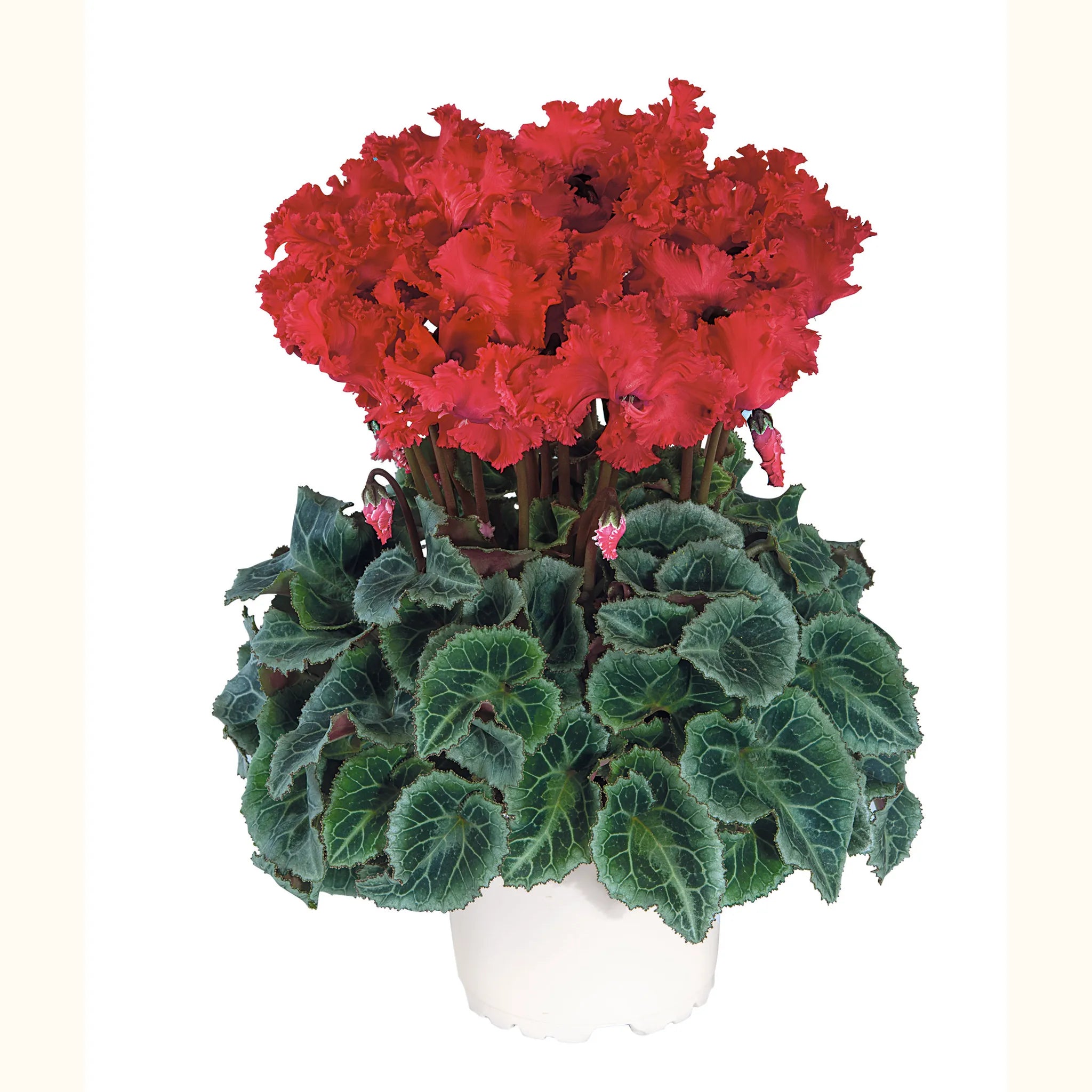 Metis® CRISPINO® mix