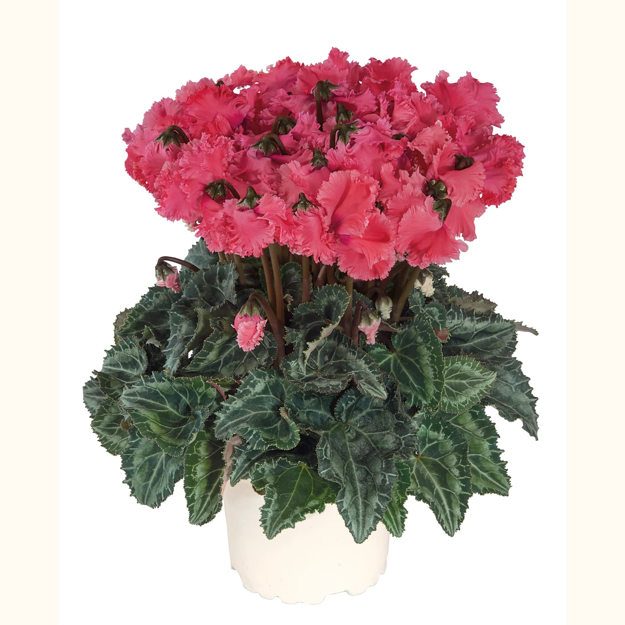 Metis® CRISPINO® mix