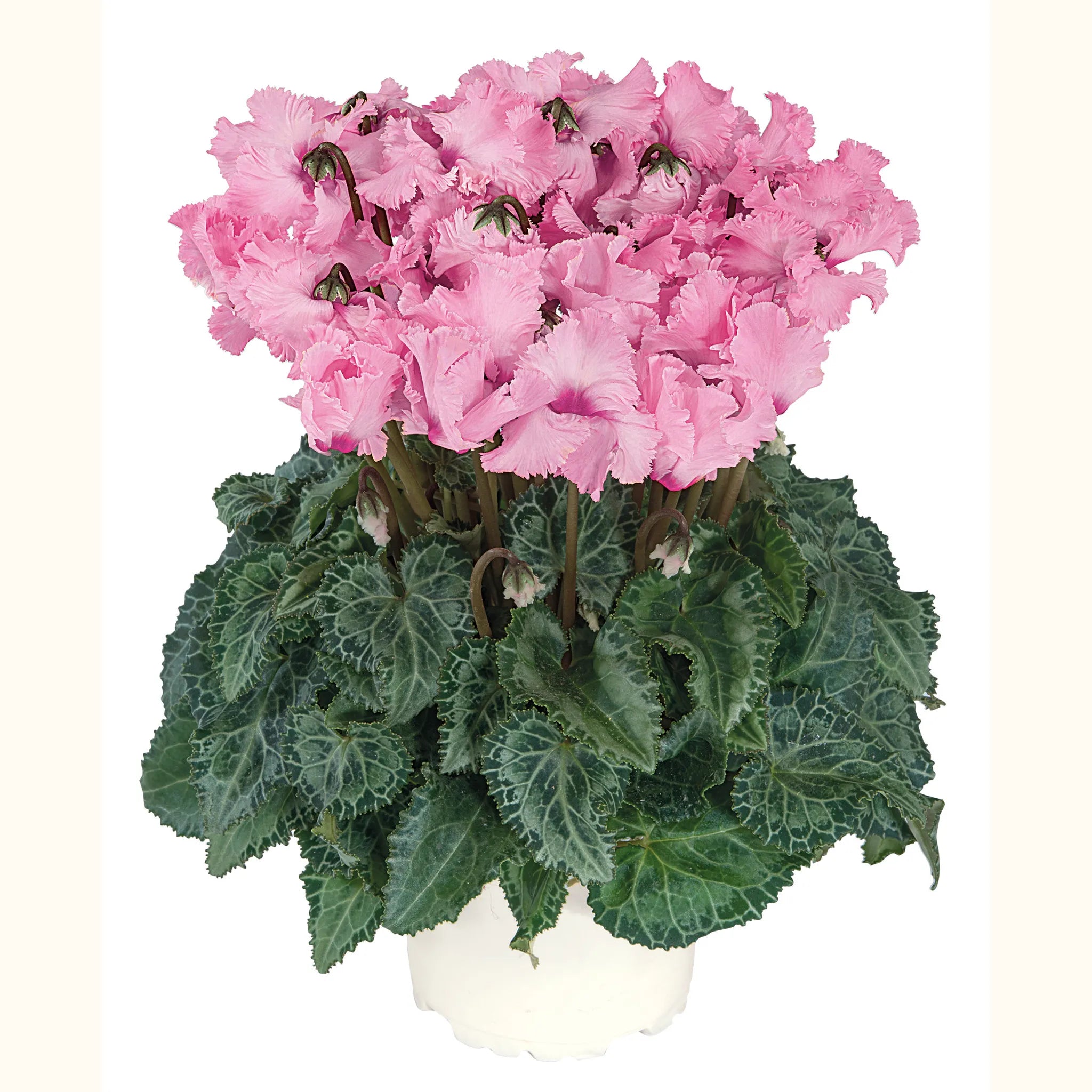 Metis® CRISPINO® mix