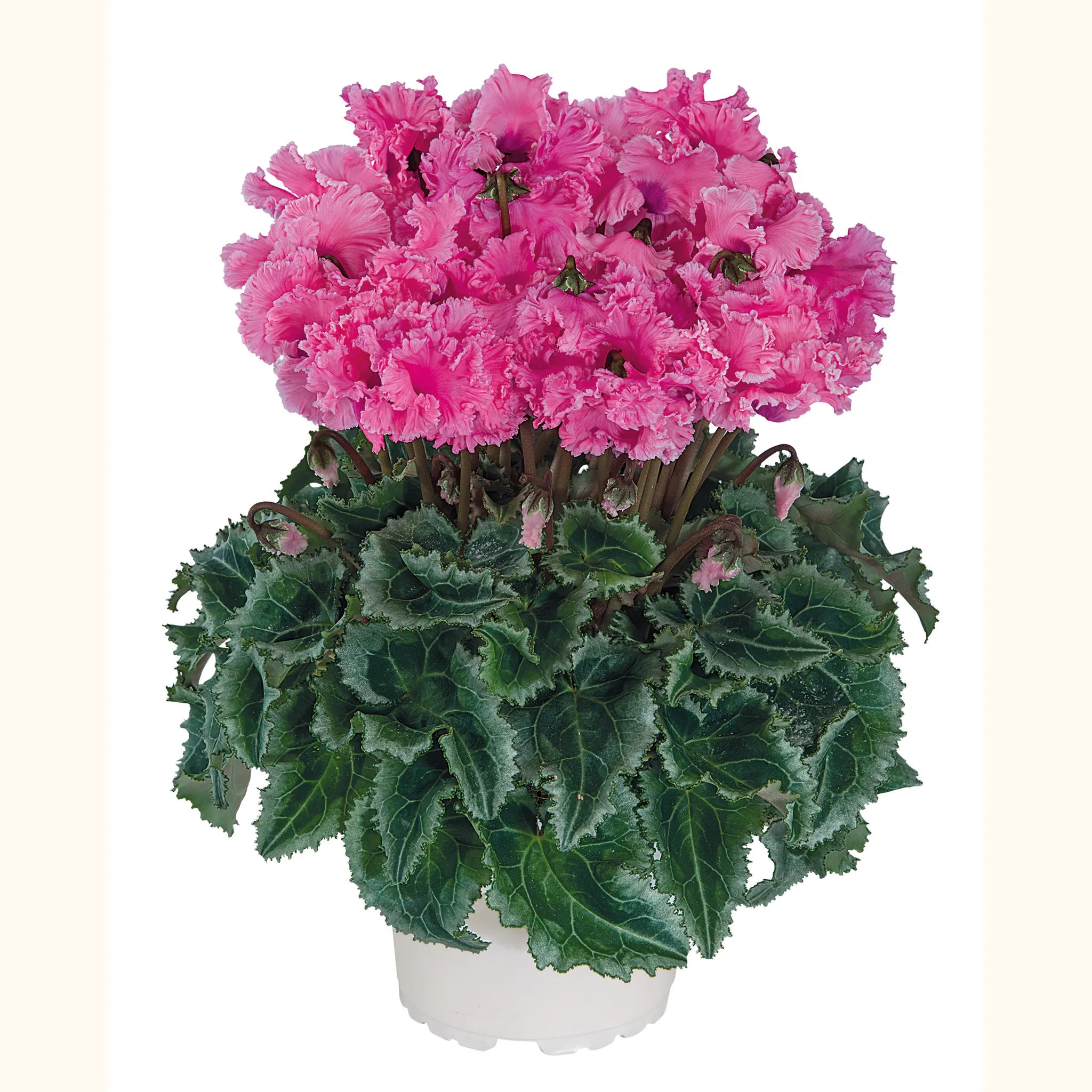 Metis® CRISPINO® mix