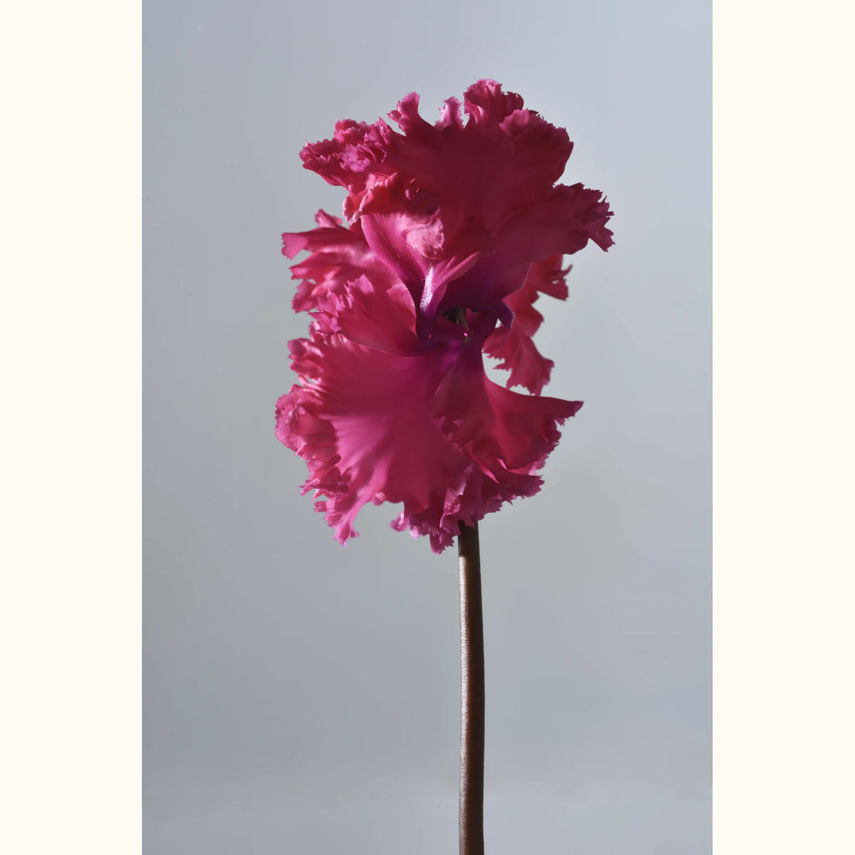 CYCL_48900_img_flow_05.jpg