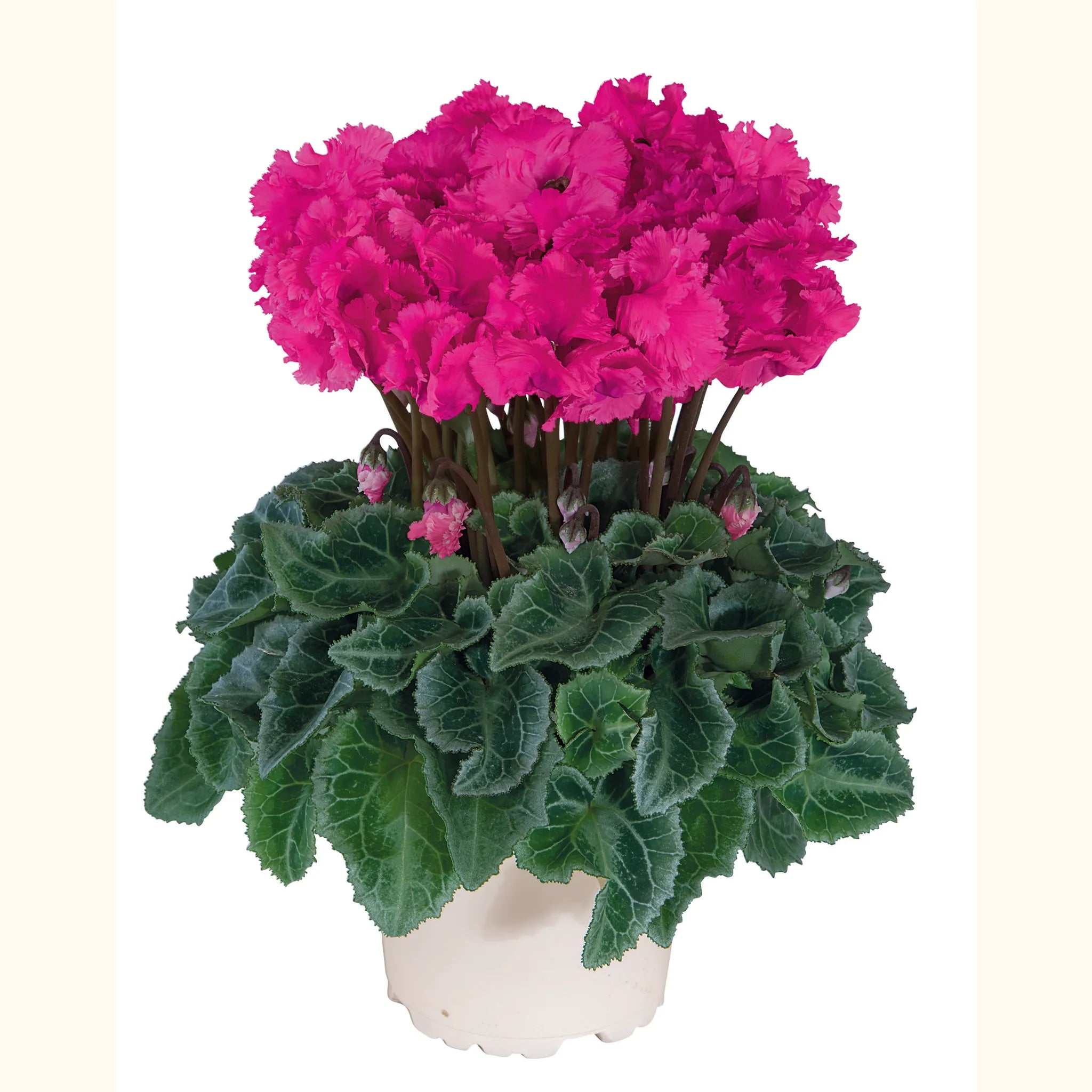 Metis® CRISPINO® mix