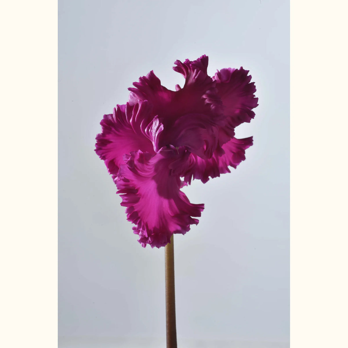 CYCL_48900_img_flow_010.jpg