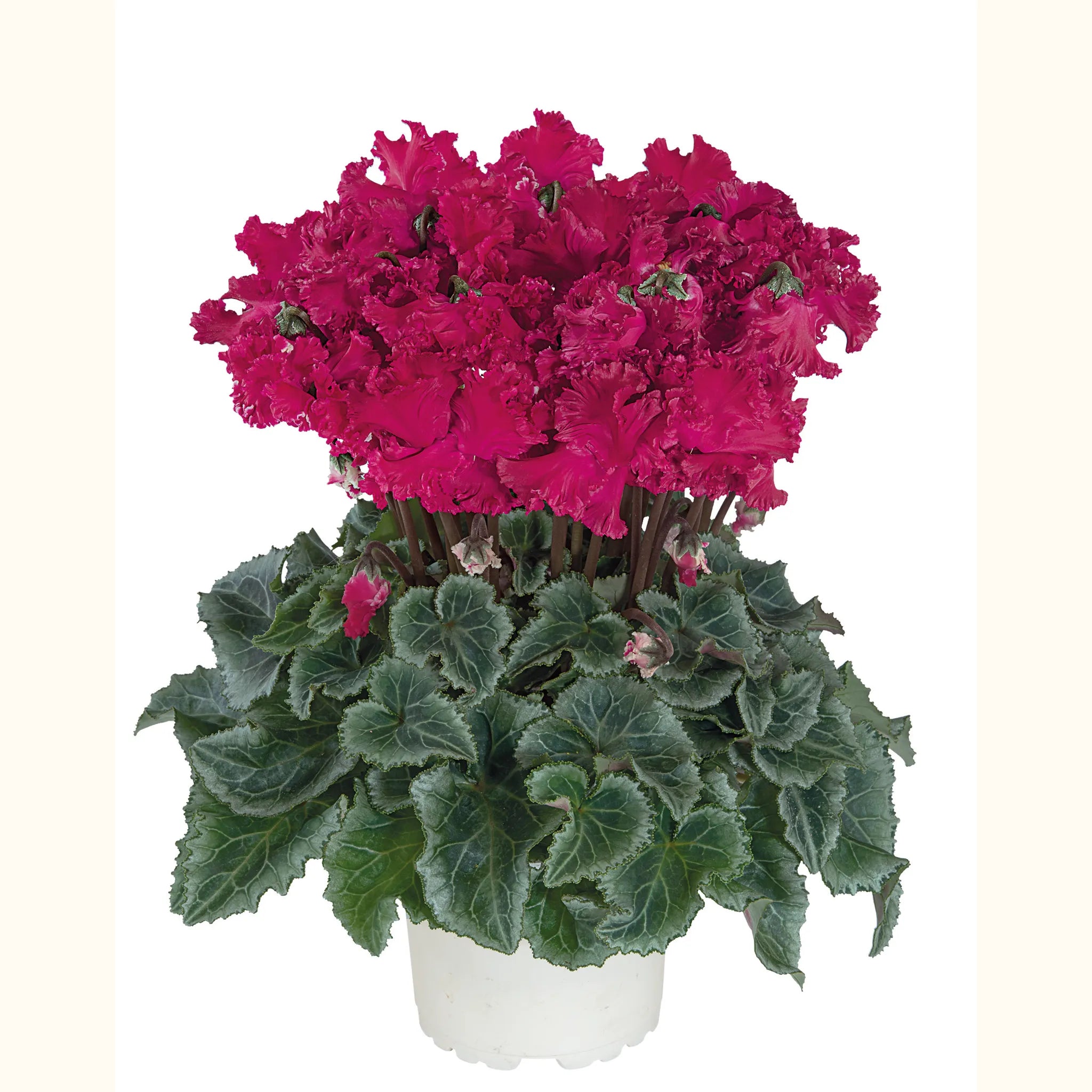 Metis® CRISPINO® mix