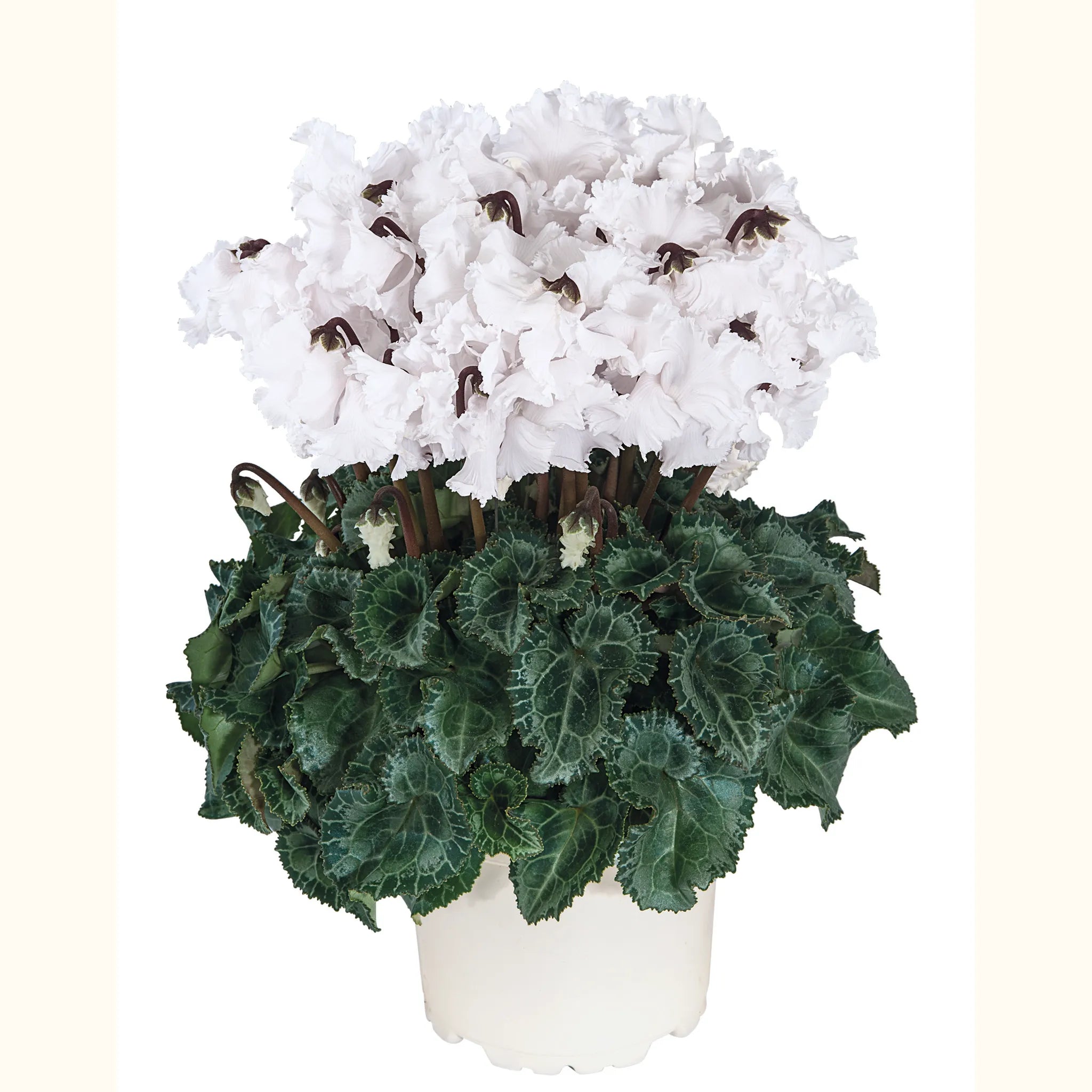 Metis® CRISPINO® mix