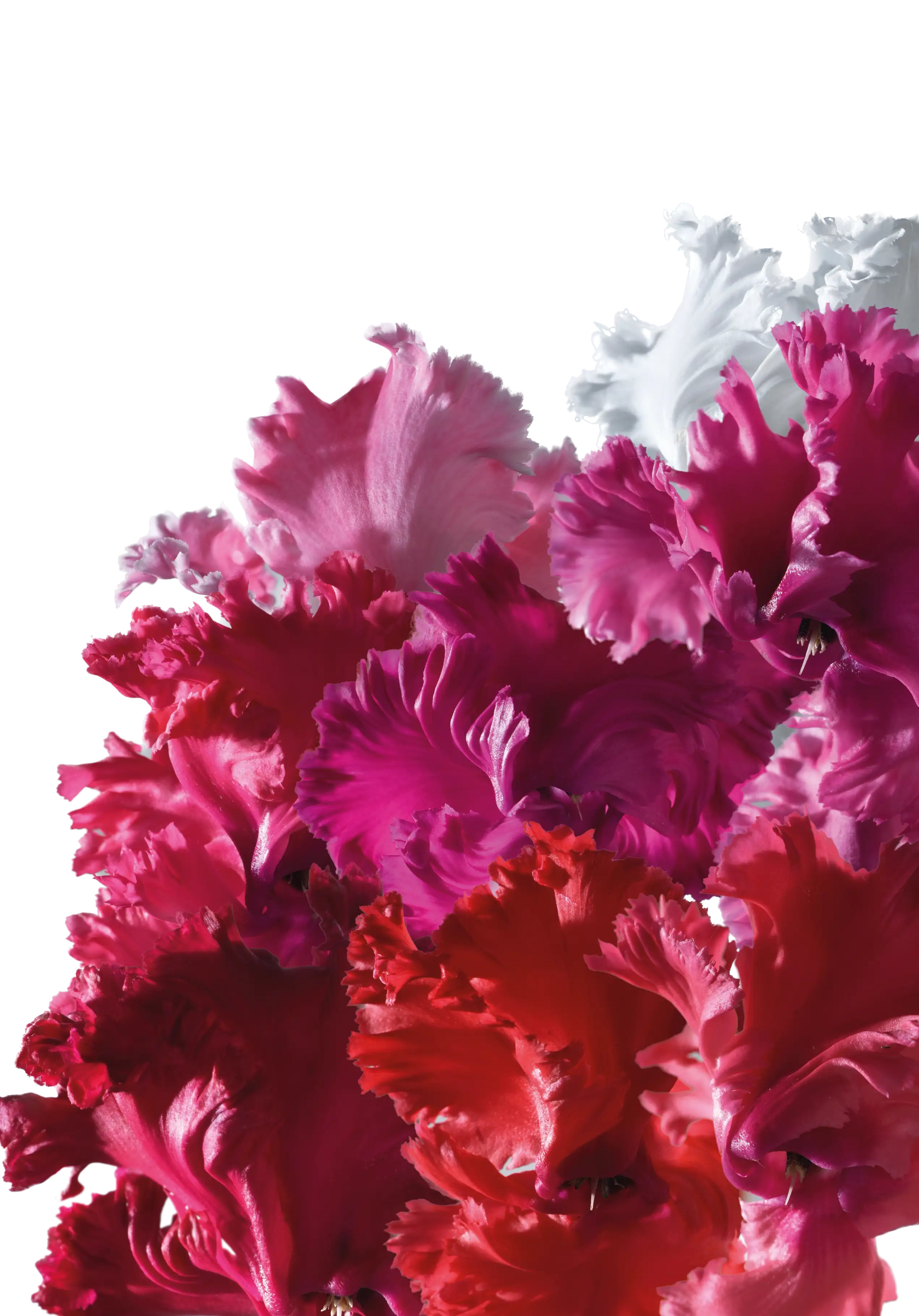 METIS® CRISPINO® mix