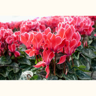 CYCL_4911_img_flow_01.jpg