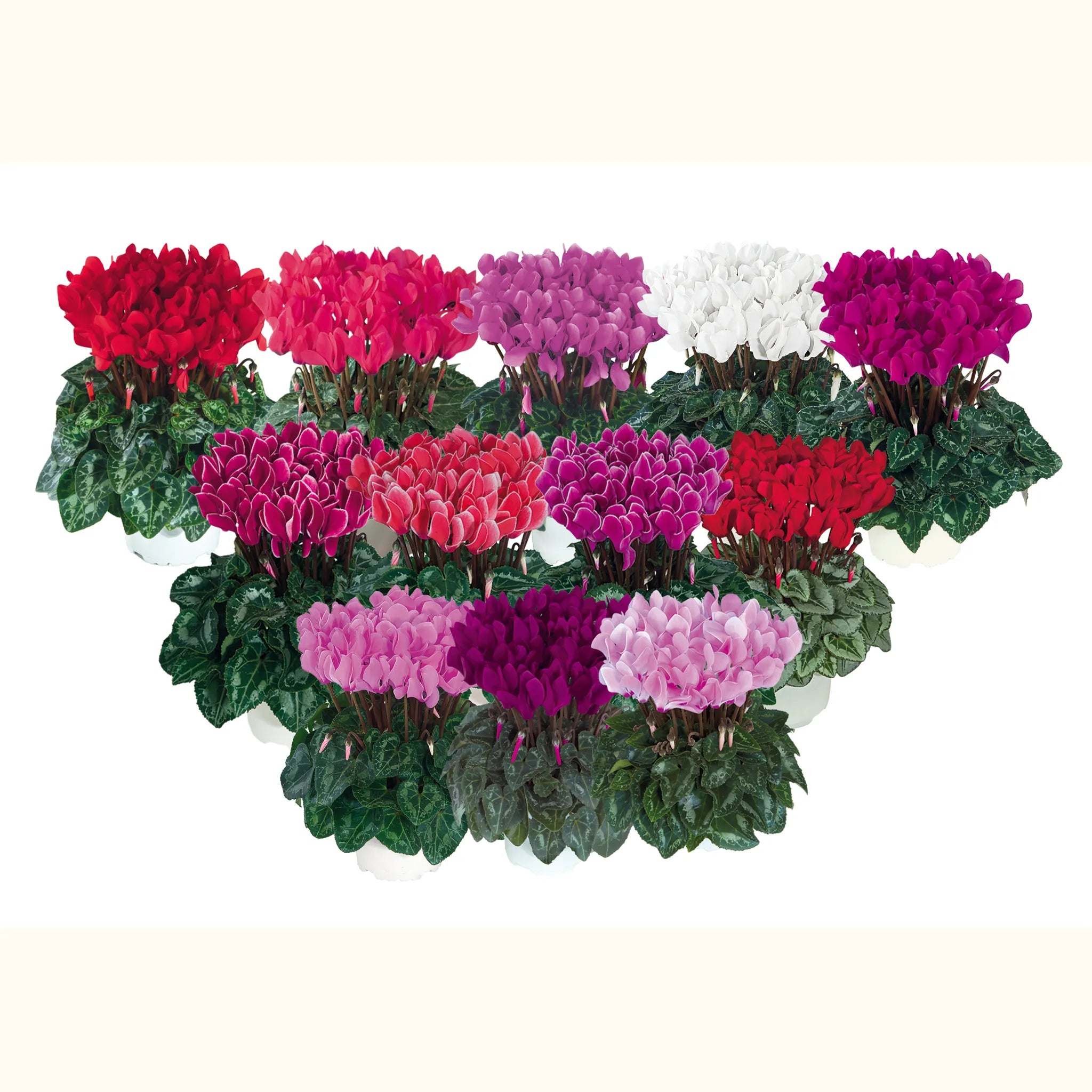 Metis® Mélange Nord exp.