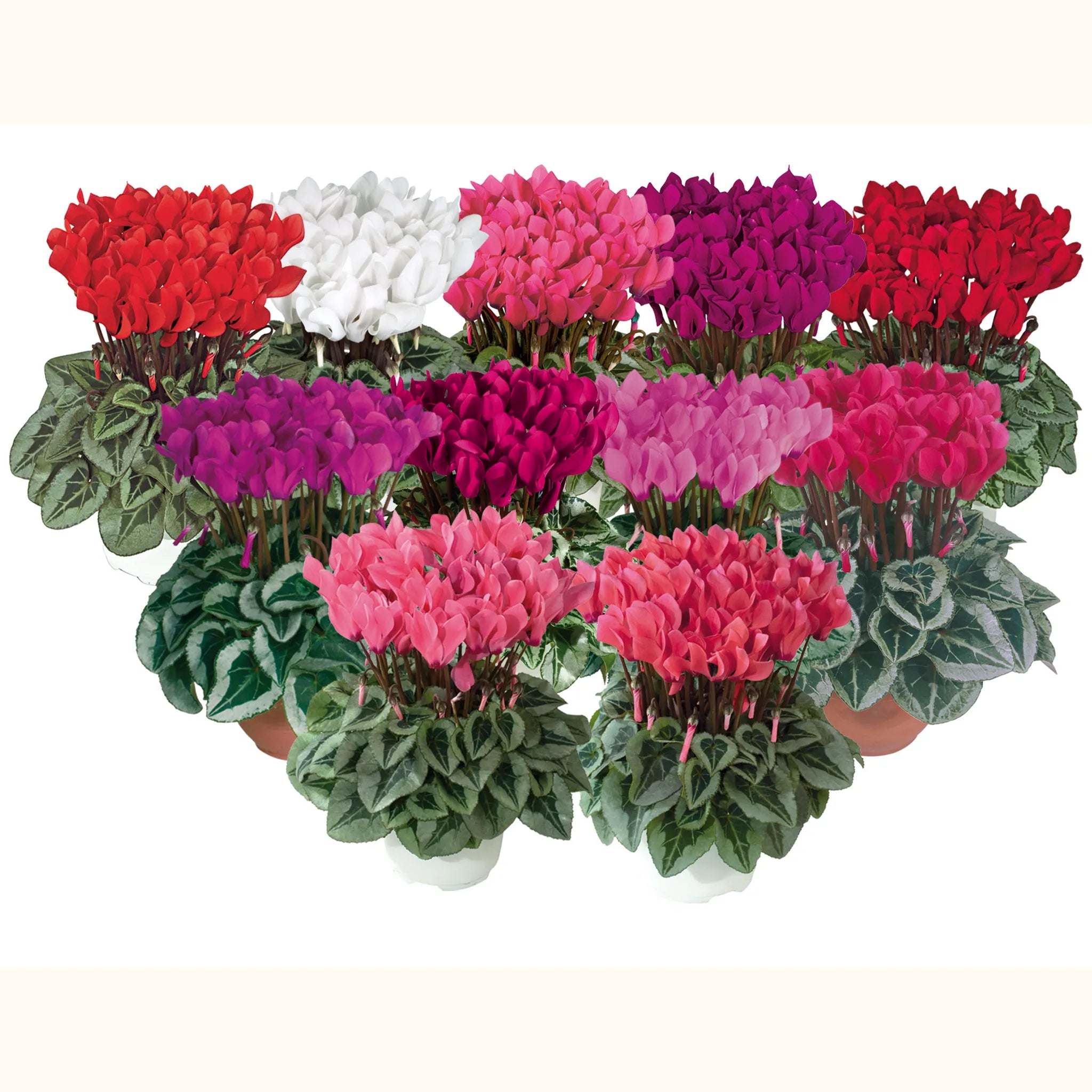 Metis® Silverleaf mix