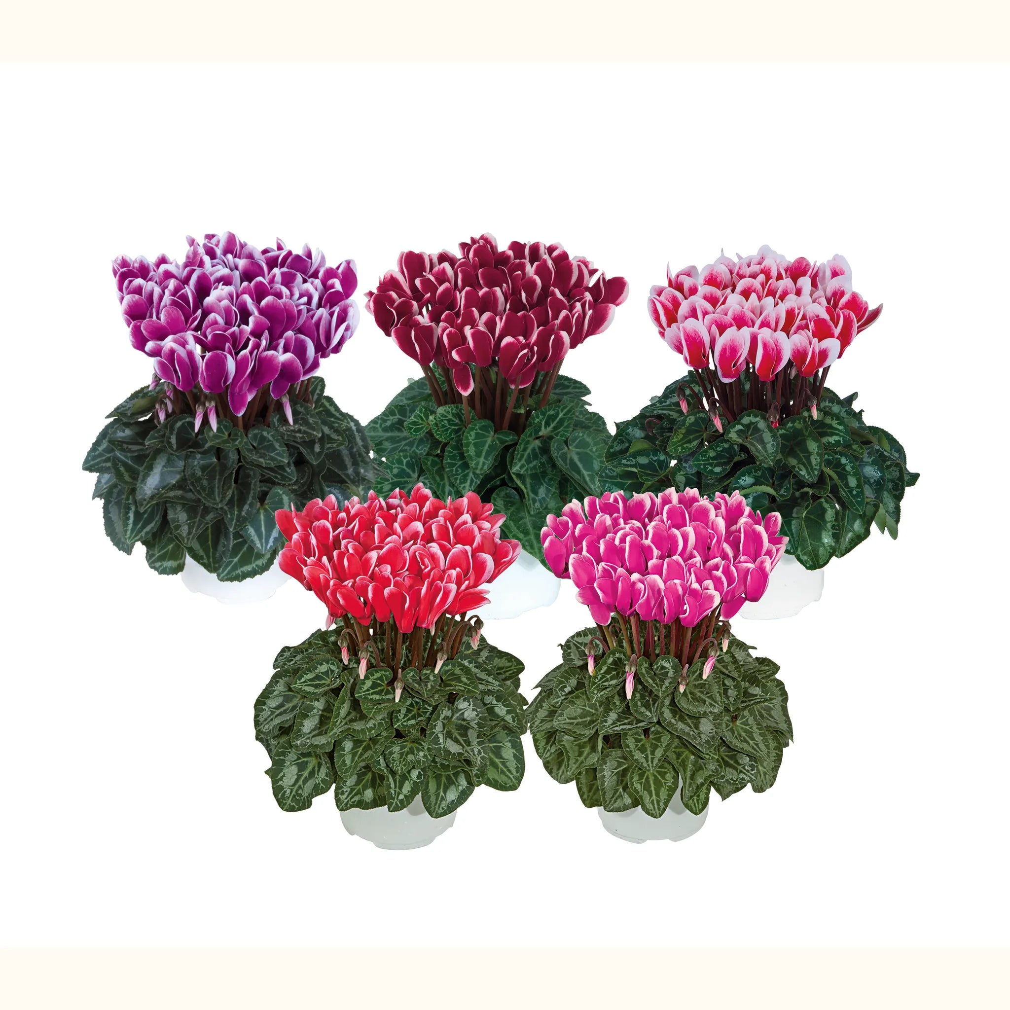 Metis® FANTASIA® mix