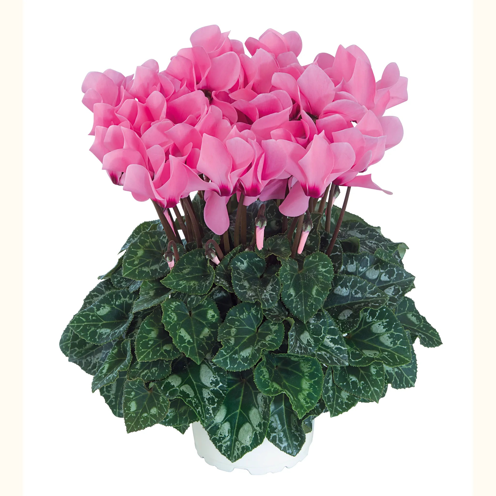 Midi+® Rose with eye