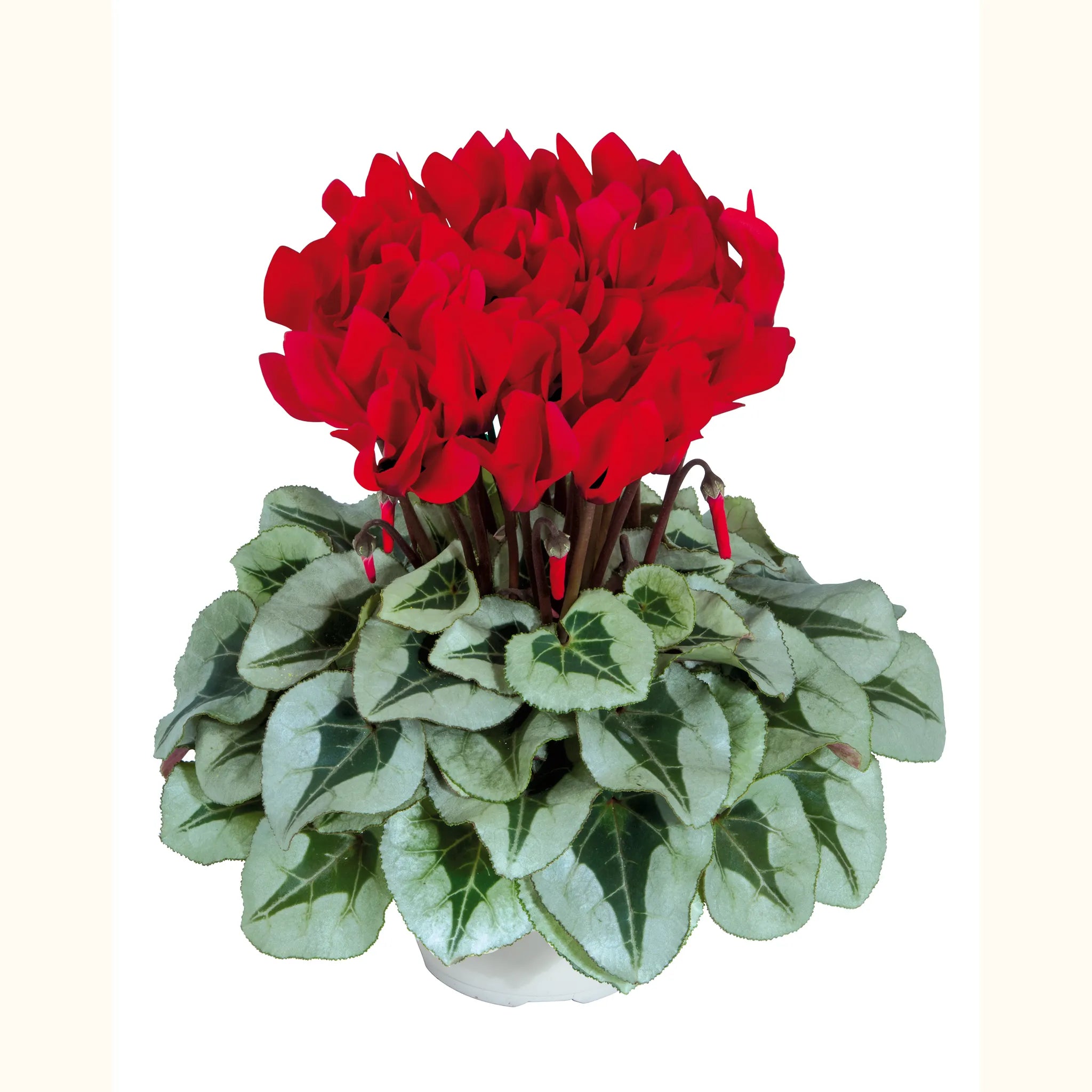 Midi+® METALIS® Red