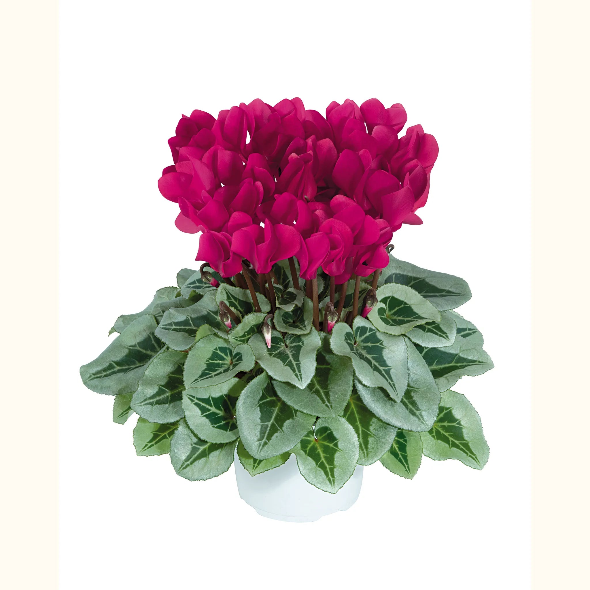 Midi+® METALIS® Magenta