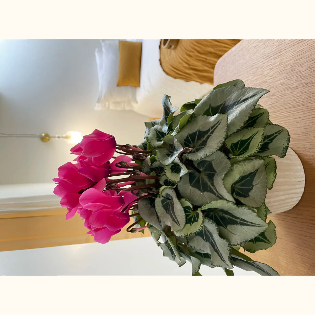 CYCL_52270_img_lstyle_03.JPG