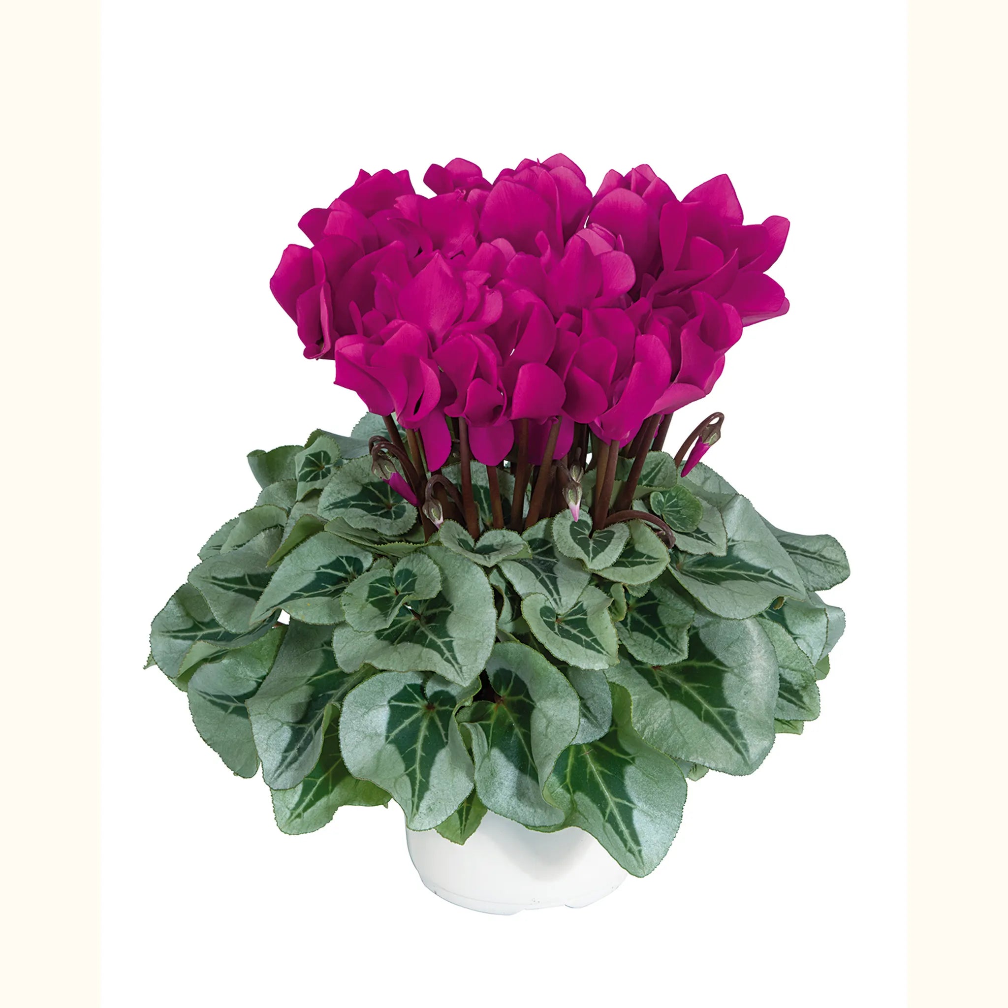 Midi+® METALIS® Bright purple