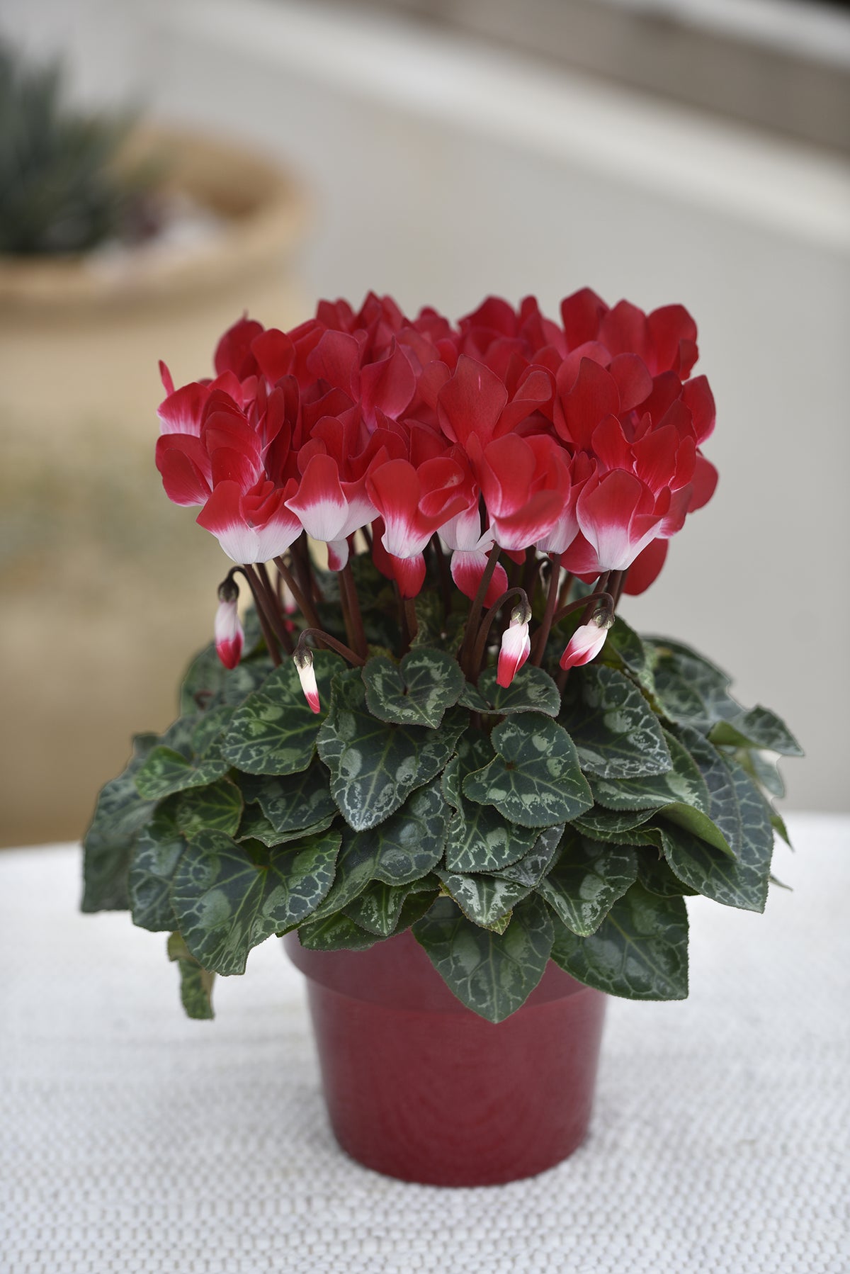 CYCL_53012_img_lstyle_01 (1).jpg