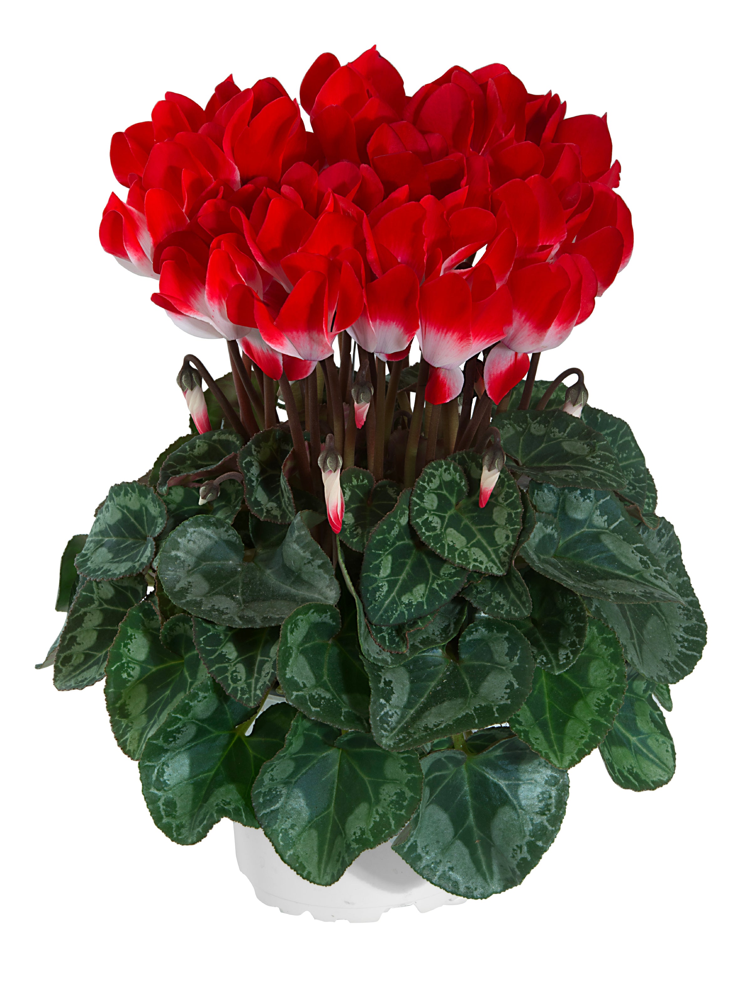 MIDI+® INDIAKA® Rouge exp.