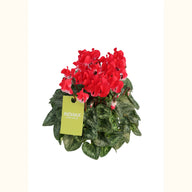 CYCL_53012_img_tag_01.png