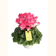 CYCL_53030_img_tag_01.png