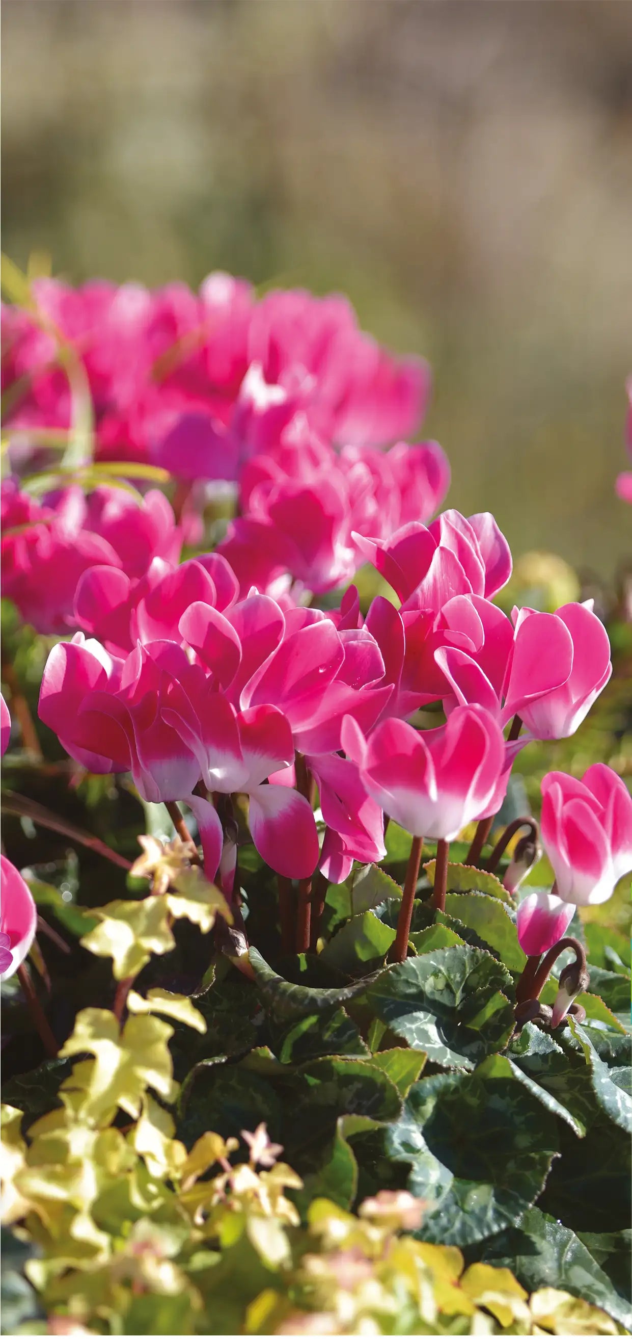 MIDI+® INDIAKA® Rose