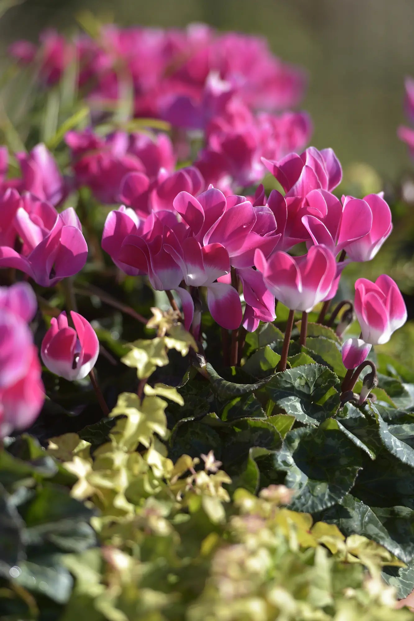 MIDI+® INDIAKA® Rose