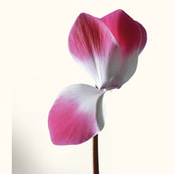 CYCL_53080_img_flow_01.png
