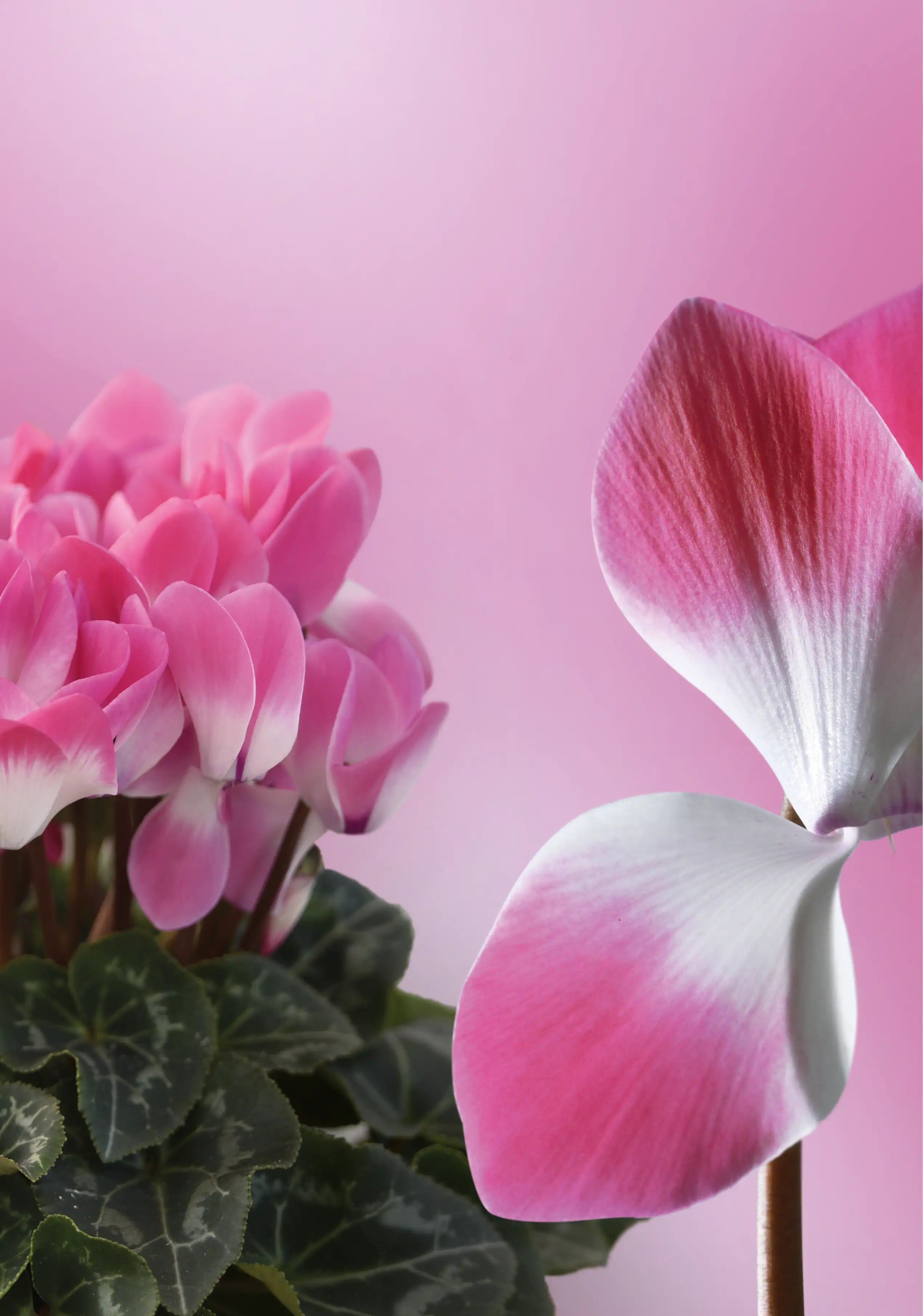 MIDI+® INDIAKA® Light rose