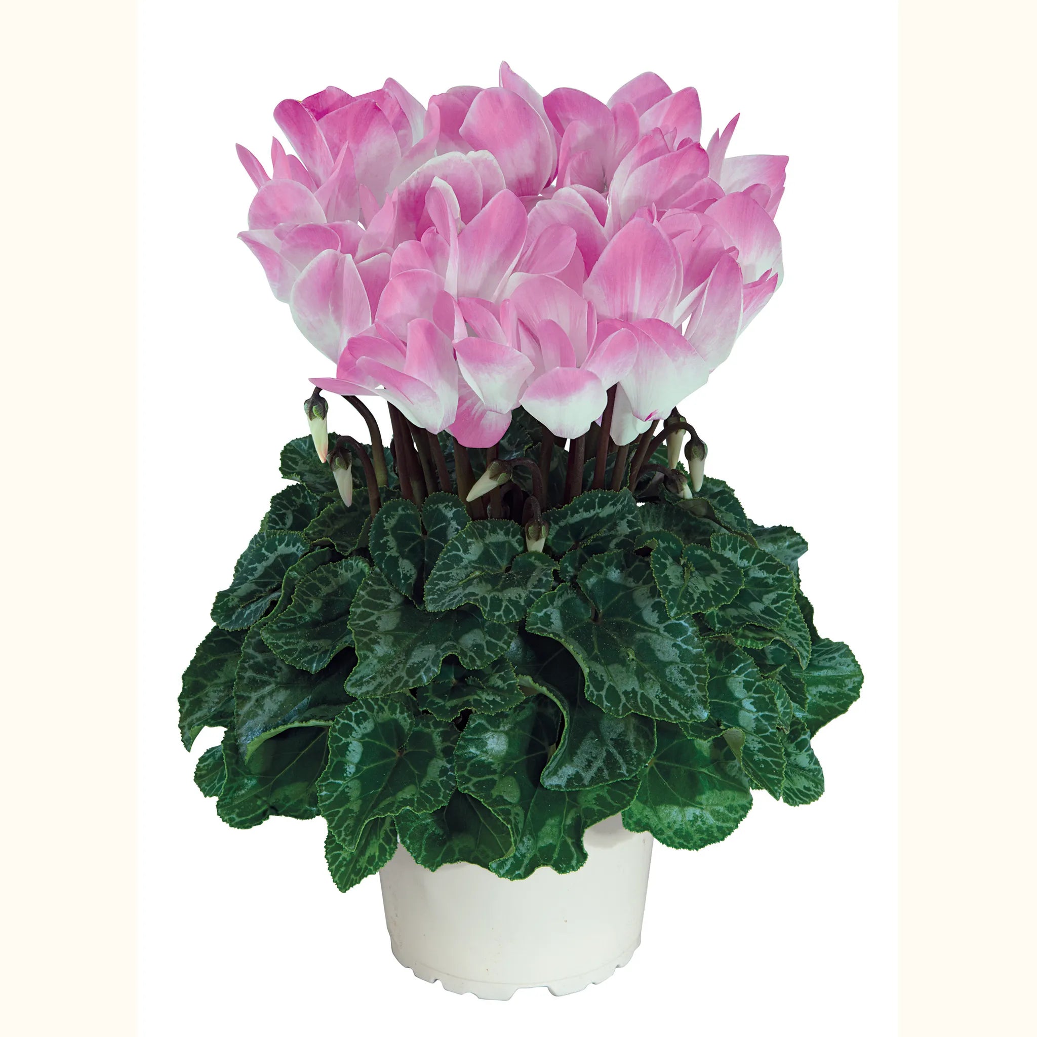 Midi+® INDIAKA® Light rose