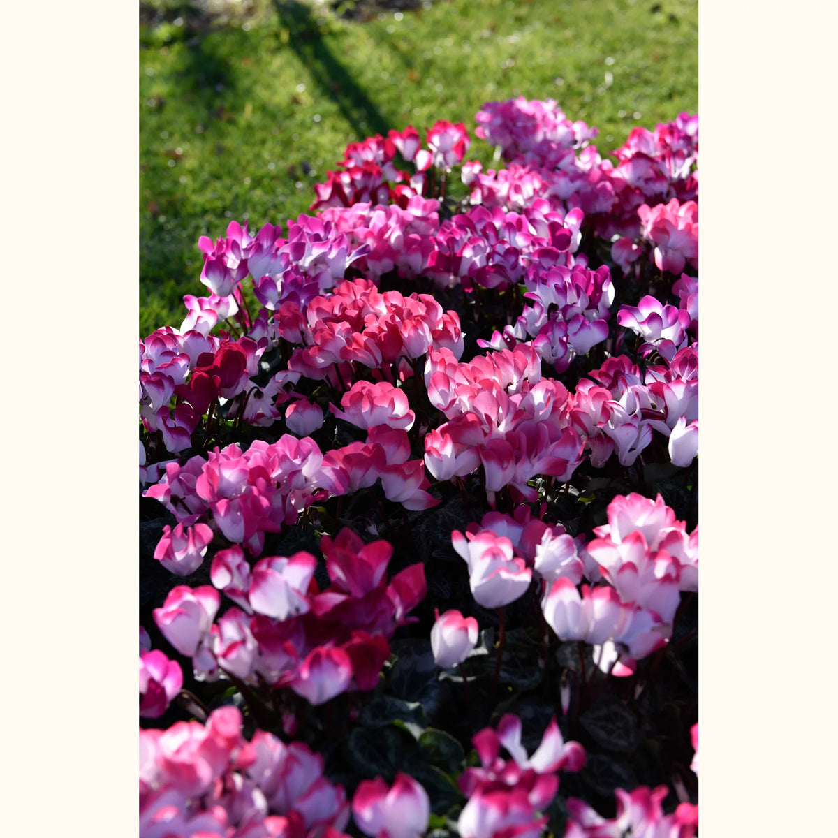 CYCL_53950_img_outd_03.jpg