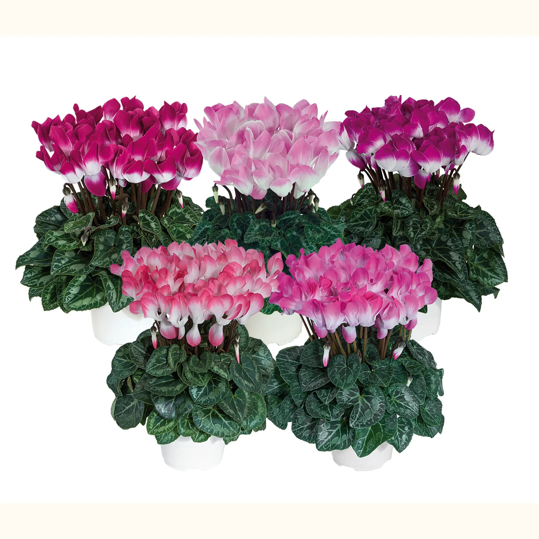 Midi+® INDIAKA® mix