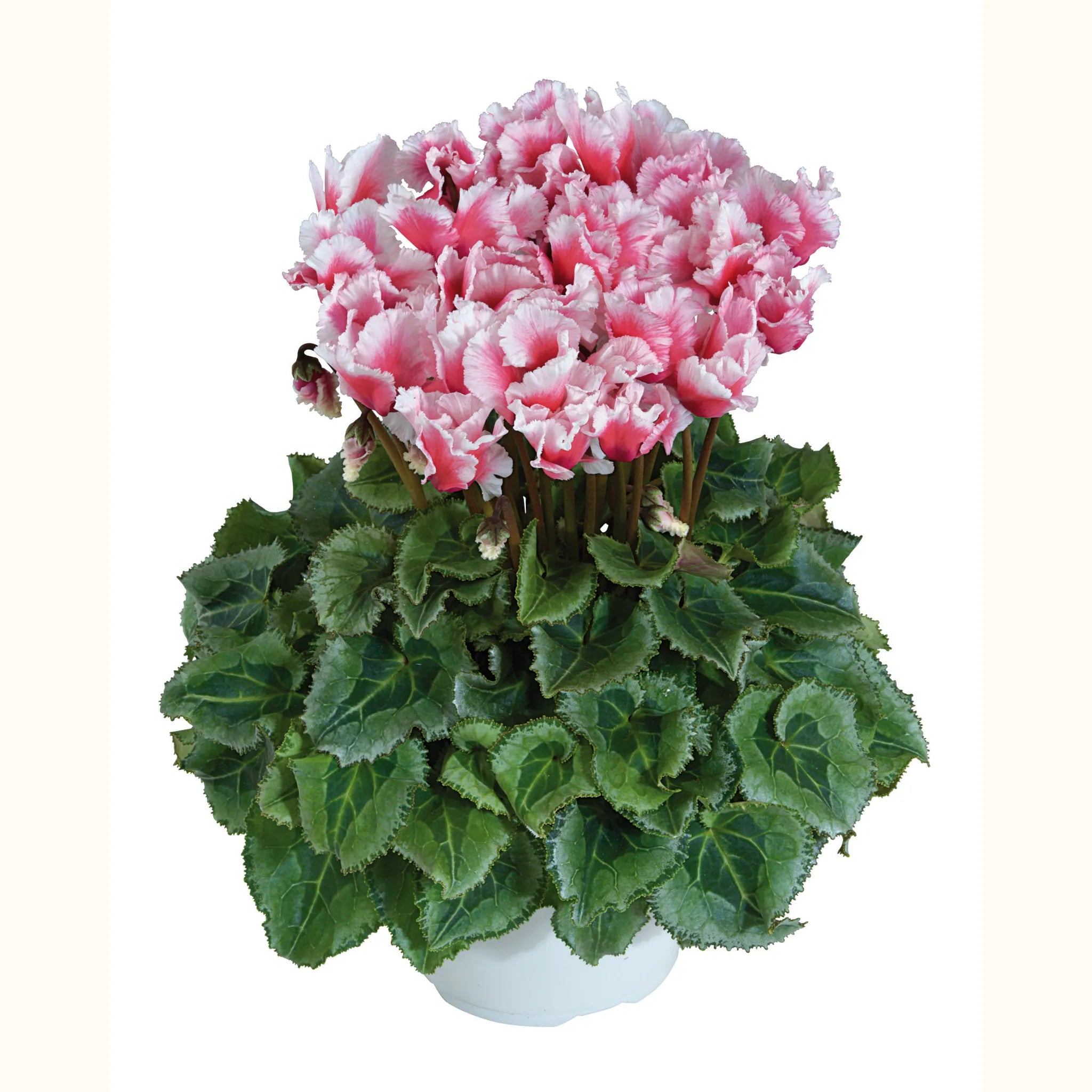 Midi+® ABANICO® Salmon