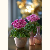 CYCL_55490_img_lstyle_01.JPG