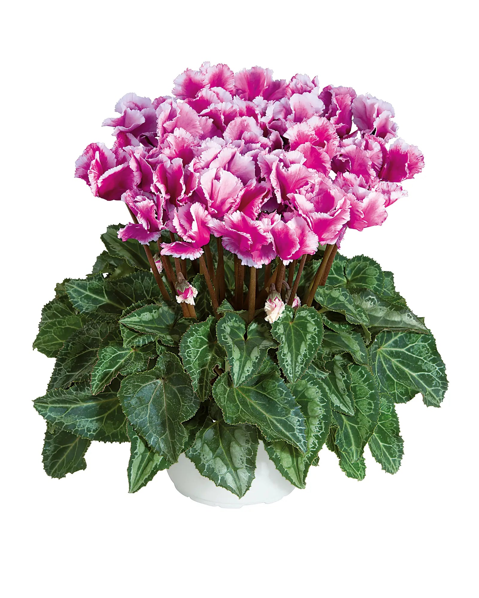 MIDI+® ABANICO® Light purple