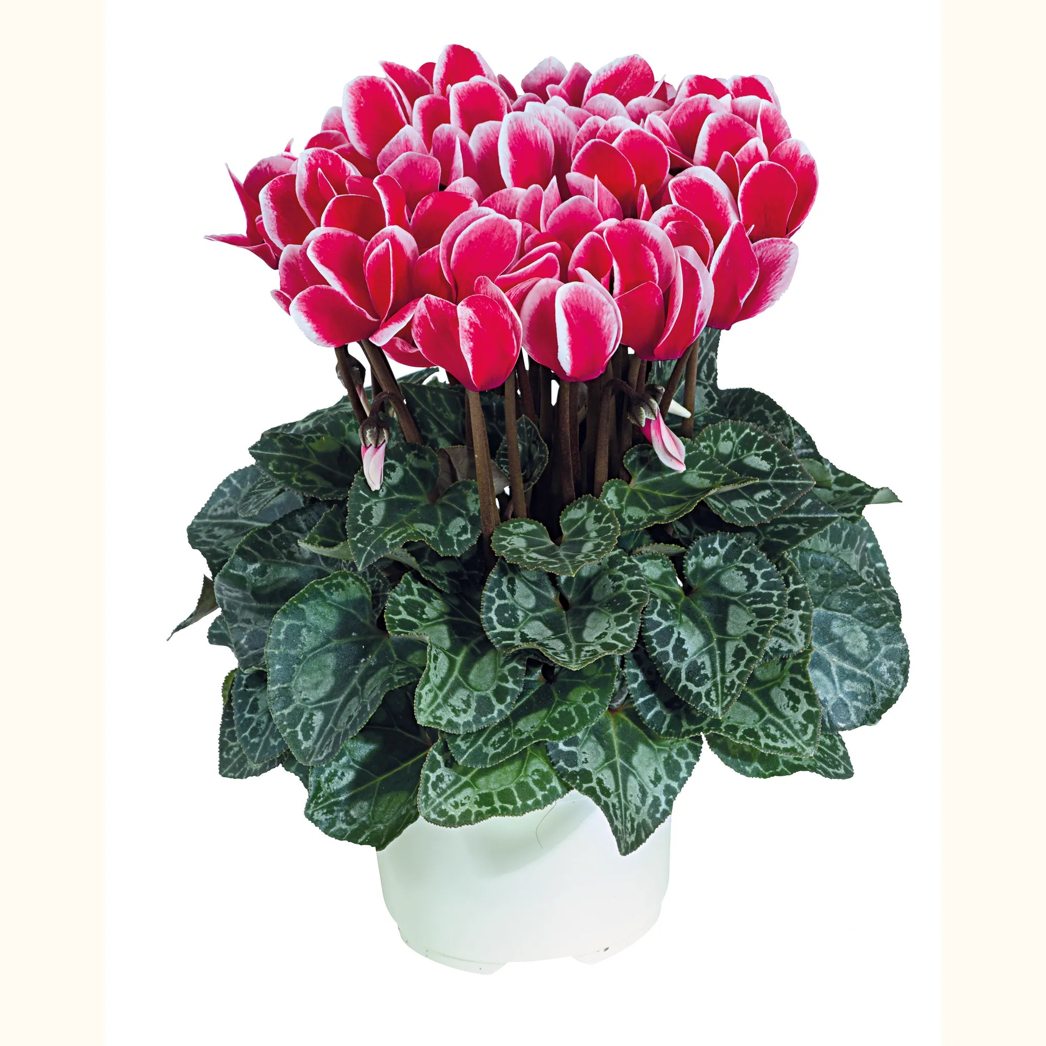 Smartiz® FANTASIA® Red